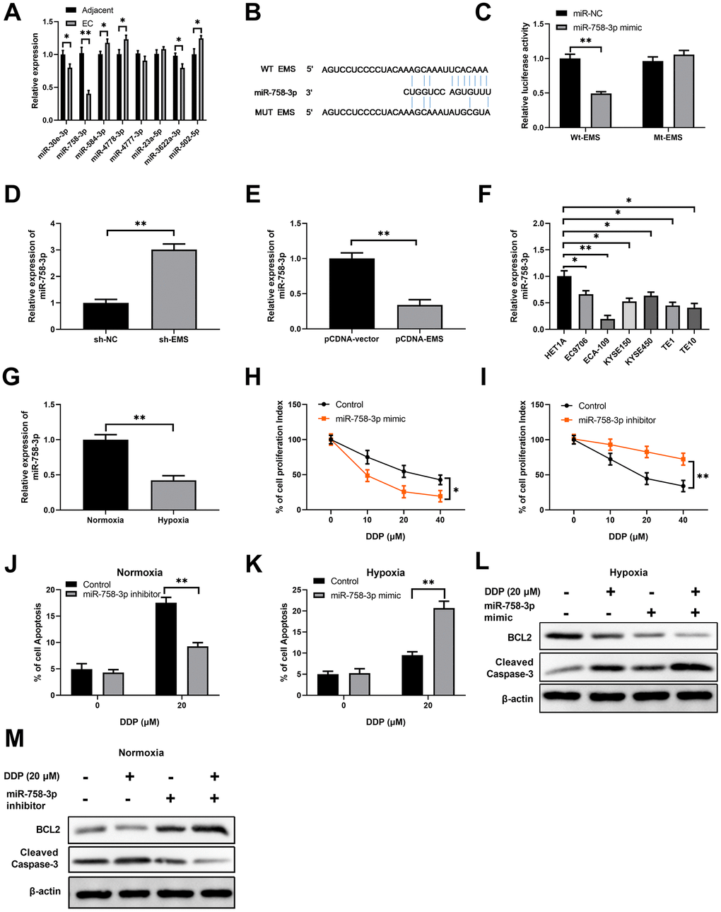 EMS sponges miR-758-3p in EC cells, and suppression of miR-758-3p confers the resistance of EC cells to DPP. (A) The expression levels of 8 possible miRNA targets in EC tumor tissues and adjacent normal tissues were determined by RT-qPCR. (B) Sequence comparison of miR-758-3p and wild type or mutated EMS. (C) Dual luciferase assay validated the interaction between EMS and miR-758-3p in ECA-109 cells. (D, E) qPCR determined the miR-758-3p expression levels in ECA-109 cells after EMS knock-down (D) or over-expression (E). (F) qPCR determined the miR-758-3p expression levels in indicated esophageal cancer cell lines and normal cell line HET1A. (G) qPCR results demonstrate that miR-758-3p expression level was significantly decreased in hypoxic ECA-109 cells, in comparison to that of normoxic ECA-109 cells. (H, I) The proliferation of ECA-109 cells after control transfection or transfection of miR-758-3p mimic (H) or miR-758-3p inhibitor (I) and in response to DDP at the indicated concentrations was determined by CCK-8 assays. (J–M) Overexpression of miR-758-3p mediated by mimic transfection in ECA-109 cells significantly increased hypoxic EC cell apoptosis rates in response to DDP, as revealed by Annexin -V flow staining (K); and decreased BCL2 level and increased cleaved caspase-3 level, as revealed by western blot analysis (L). Downregulation of miR-338-5p mediated by inhibitor transfection in ECA-109 cells significantly decreased normoxic EC cell apoptosis under DDP treatment, as revealed by Annexin V flow staining (J), and increased BCL2 level and decreased cleaved caspase-3 level, as revealed by western blot analysis (M). Representative band images from 5 independent experiments with similar results are shown, and n=5 for each group.