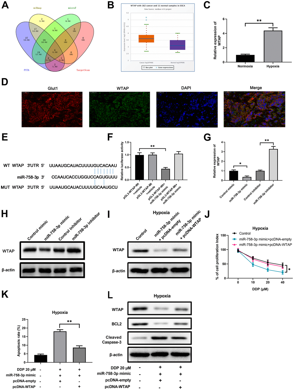 WTAP is a downstream target of miR-758-3p in EC cells, and is required for hypoxia-mediated resistance to DDP. (A) Prediction with multi-database identified 14 possible target mRNAs of miR-758-3p. (B) Higher expression of WTAP in esophageal cancer cells was validated using the starBase. n=162 for the cancer group; n=11 for the control group. (C) The WTAP mRNA expression levels in ECA-109 cells under the hypoxic and normoxic conditions were determined by RT-qPCR. (D) Expression of WTAP and Glut1 in EC tissue determined using immunofluorescence. (E) Sequence comparison of miR-785-3p and wild type or mutated 3’UTR of WTAP. (F) Dual luciferase assay validated the interaction between miR-758-3p and WTAP in ECA-109 cells. (G, H) qPCR assays and western blot assays were used to determine the mRNA levels (G) and protein levels (H) of WTAP in ECA-109 cells after transfection of miR-758-3p mimic/inhibitor or the corresponding controls. (I) Western blot results show the protein levels of WTAP in hypoxic ECA-109 cells with the indicated treatments. (J) Ectopic WTAP expression reversed the growth inhibitory effect of DDP in combination with miR-758-3p mimic under hypoxic condition. The proliferation of hypoxic ECA-109 cells after the indicated treatment was evaluated by CCK-8 assays. (K, L) Ectopic WTAP expression reversed the apoptosis-promoting effect of DDP in combination with miR-758-3p mimic under hypoxic condition. The apoptosis rates (K) and western blot results on WTAP/BCL2/cleaved-caspase-3 levels (L) are shown. Representative band images from 5 independent experiments with similar results are shown in J. n=5 for each group.