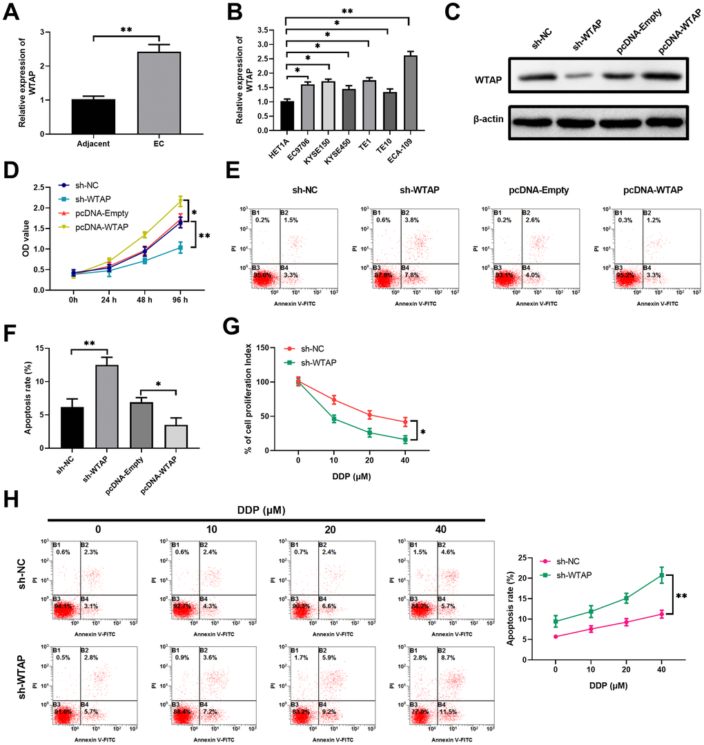 As an oncogenic gene, WTAP is more expressed in EC cells than that in normal cells, and regulates cell proliferation and apoptosis under normoxic and hypoxic conditions. (A) The expression levels of WTAP in esophageal cancer tissues and the adjacent normal tissues were determined by RT-qPCR, n=20 for each group. (B) Compared with normal esophageal epithelial HET1A cell, esophageal cancer cell lines (EC9706, ECA-109, KYSE150, KYSE450, TE1 and TE10) expressed more WTAP transcript, as revealed by RT-qPCR assays. n=5 for each group. (C) Over-expression or knockdown of WTAP in ECA-109 cells was confirmed by western blot assays at 48 hours after the indicated treatments. n=5 for each group. (D) Cell proliferations of indicated cells at 96 hours after treatments were measured with CCK-8 assays during a period of 4 days growth. Here, comparisons were performed between sh-NC vs. sh-WTAP and pcDNA-Empty vs. pcDNA-WTAP, respectively. n=5 for each group. (E, F) The representative flow profile of Annexin V/PI staining for indicated cells at 48 hours after treatments are shown (E), and summarized results on apoptosis are shown in the bar graph (F). n=5 for each group. (G, H) WTAP knockdown diminished the drug resistance of ECA-109 cells to DDP under hypoxic condition. The results on cell proliferation, as revealed by CCK-8 assays (G), and apoptosis, as revealed by annexin V-flow staining (H), are shown. n=3 for each group.