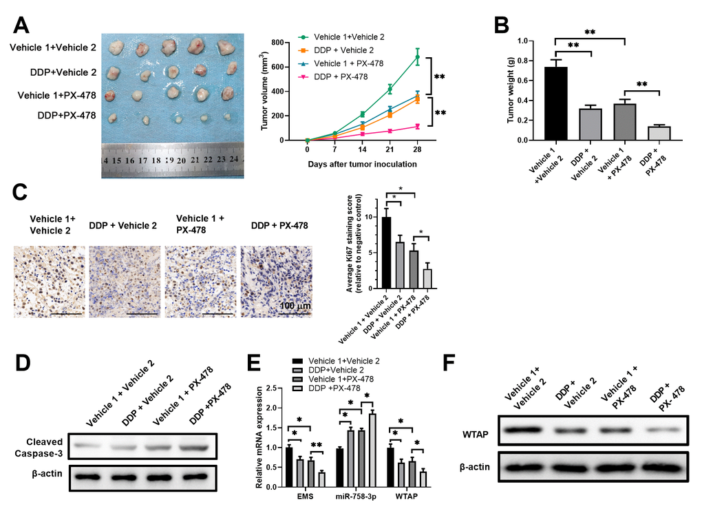 Targeted manipulation on expression levels of the EMS/miR-758-3p/WTAP axis sensitized EC cells to DDP in an ECA-109 xenograft model. (A–F) Nude mice were inoculated with ECA-109 cells, and were subjected to the treatments with DDP alone, the HIF-1α inhibitor PX-478 alone, or the combination of DDP and PX-478. The in vivo therapeutic effects, as well as the impact of these treatments on the expression levels of the molecules in the EMS-miR-758-3p-WTAP axis were evaluated. Tumor growth curves (A), tumor weights at the end point (B), cell proliferation as revealed by Ki-67 IHC staining (C), and apoptosis as revealed by western blot analyses of cleaved caspase-3 expression (D) of tumor tissues, as well as the RNA/transcript levels of EMS, miR-758-3p, and WTAP (E), and the protein level of WTAP (F) in tumors are shown. Vehicle 1, 0.9% NaCl; Vehicle 2, PBS.