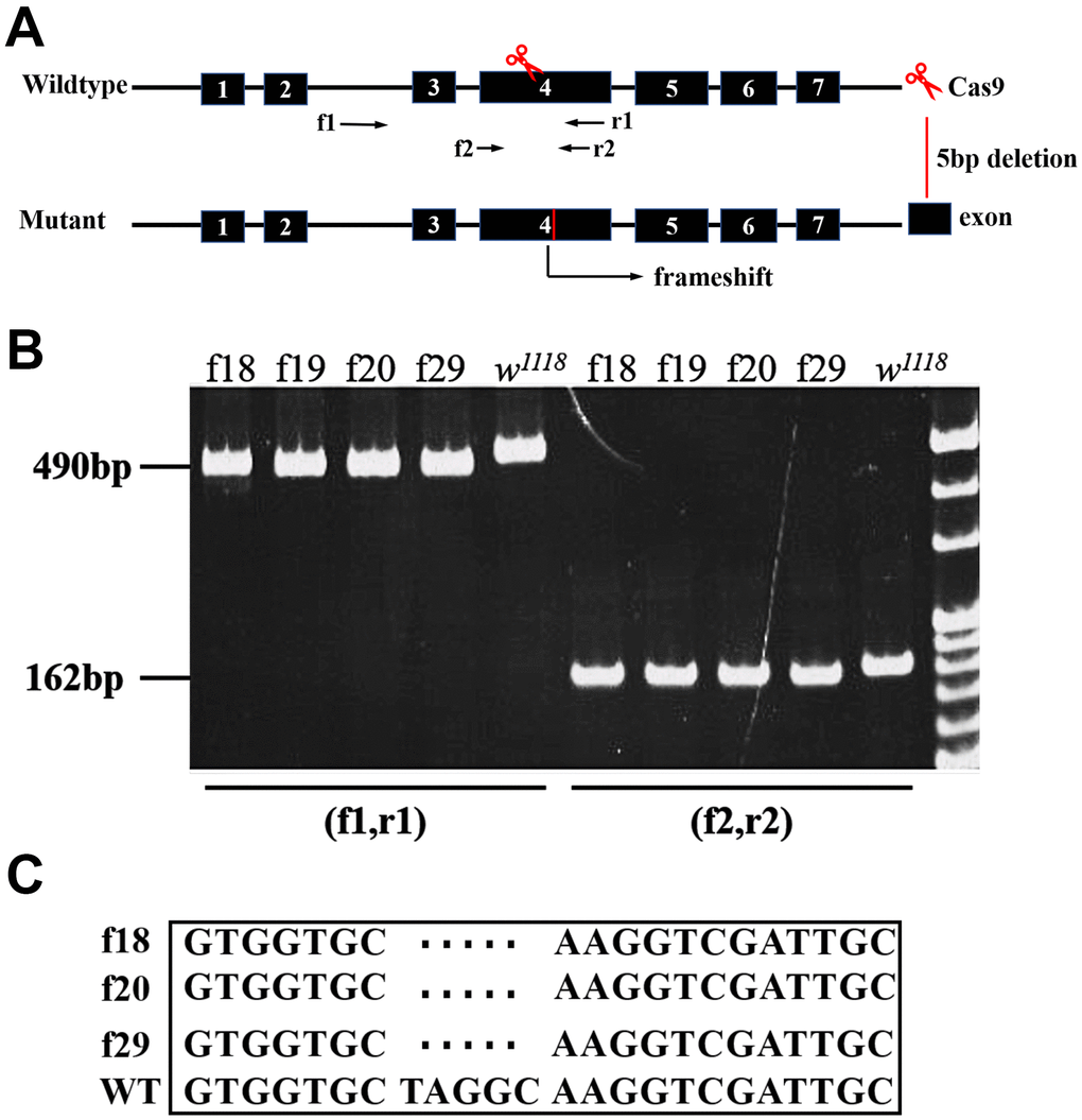Characterization of CG9911 mutants. (A) Schematic presentation of CG9911 mutant mediated by CRISPR/Cas9. The scissors indicate where the CRISPR/Cas9 cleaves at the CG9911 locus. Red line indicates 5 bp deletion on genomic region. Two pairs of identification primers are marked (f1, r1) and (f2, r2) and located by opposite arrows. (B) The extracted genomic DNA of homozygous lines (f18, f19, f20, f29) is used as single fly PCR templates. The different molecular weight compared to w1118 indicates successful deletion. (C) Sequencing results show that 5 bp DNA are deleted before ‘NGG’.