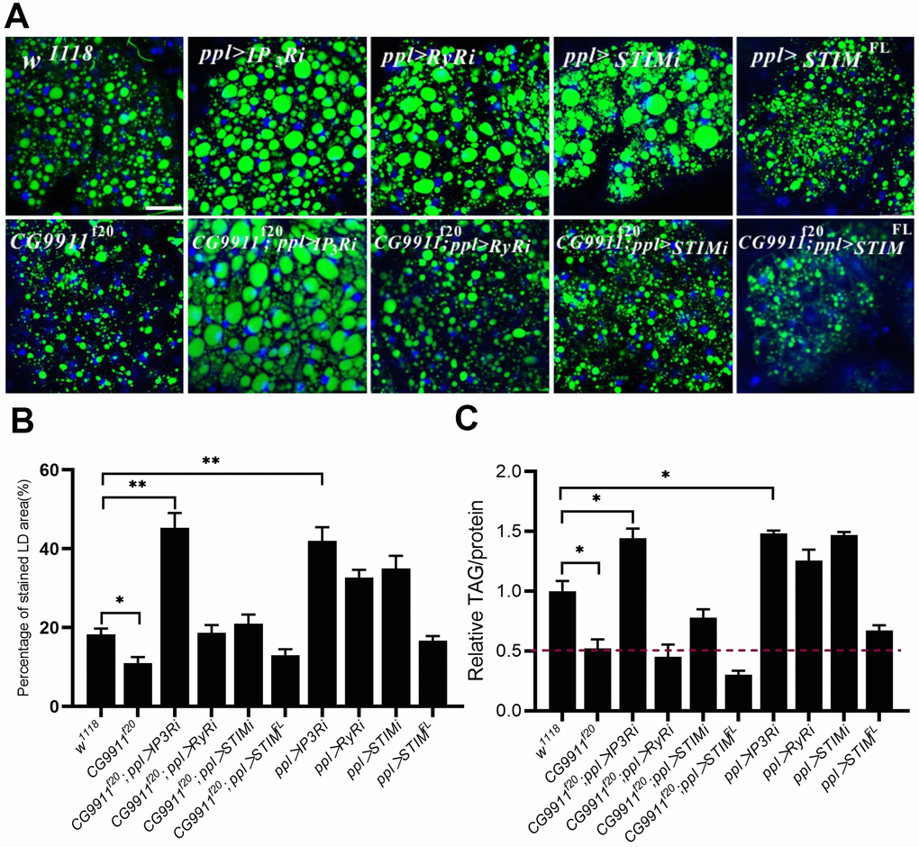 The phenotype of CG9911 mutants is rescued by ER Ca2+ reduction. (A) Knockdown of IP3R rescued lipid storage phenotype of CG9911 mutants. Lipid droplets were stained by BODIPY and nuclei were stained by DAPI. Scale bar =25 μm. (B) The percentage of stained LD area in the micrograph. Over 10 micrographs in each group were considered for data analysis. Data are presented as the means ± s.e.m; *pC) Relative glyceride levels were examined in adult fat bodies with different genotypes in three independent trials. Glyceride levels were normalized to protein content. Data are presented as the means ± s.e.m; *p 