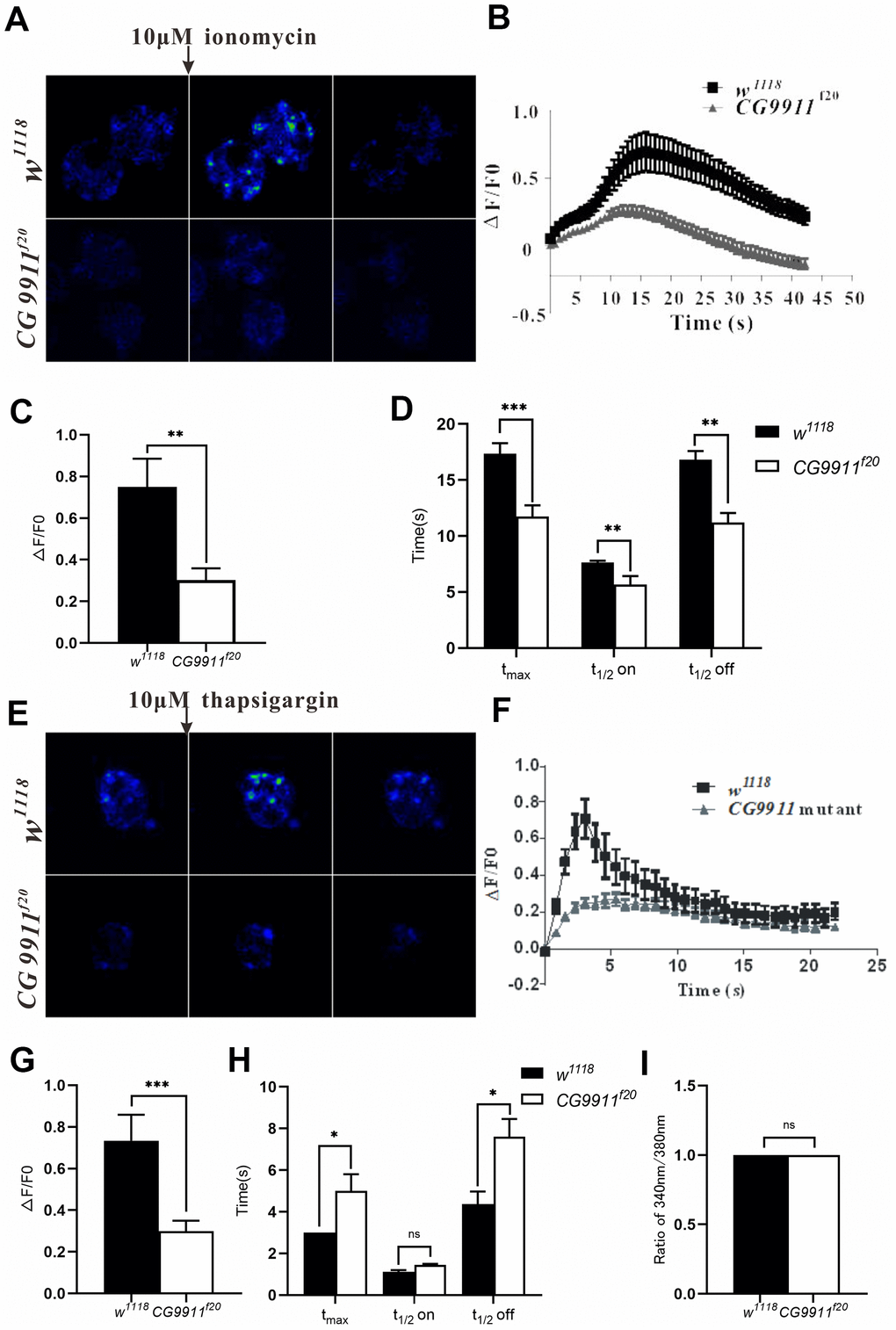 CG9911 modulates intracellular calcium homeostasis. (A) Fluorescence changes of w1118 and CG9911 mutant fat bodies which were treated with 10μM inomycin. Scale bar = 50 μm. (B) The dynamic changes of fluorescence intensity(ΔF/F0) in the signal fat cell of w1118 and CG9911 mutant files when stimulated with 10μM inomycin. (C) The difference of mean F/F0 between w1118 and CG9911 mutant fat cells when treated with 10μM inomycin. Data are presented as the means ± s.e.m; ** pD) The comparation of the mean data for time from basal to peak (tmax), half time raise (t1/2 on), and decay (t1/2 off) between w1118 and CG9911 mutant fat cells when treated with 10μM inomycin. Data are presented as the means ± s.e.m; ** pE) Ca2+ imaging of w1118 and CG9911 mutant fat bodies when treated with 10 μM TG. (F) The dynamic changes of fluorescence intensity(ΔF/F0) in the signal fat cell of w1118 and CG9911 mutant files when stimulated with 10μM TG. (G) The difference of mean data of F/F0 between w1118 and CG9911 mutant fat bodies when treated with 10 μM TG. Data are presented as the means ± s.e.m; *** pH) The comparation of the mean data for time from basal to peak (tmax), half time raise (t1/2 on), and decay (t1/2 off) between w1118 and CG9911 mutant fat cells when treated with 10μM TG. Data are presented as the means ± s.e.m; *pI) The quiescent Ca2+ level in the signal fat cell of w1118 and CG9911 mutant files.