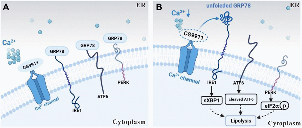 Schematic of CG9911 function in lipolysis. (A) CG9911 was expressed in wild type flies. Under normal condition, with CG9911 expression, ER stress effectors are inhibited by GRP78. (B) CG9911 knockout induced lipolysis in fat cells. Without CG9911 expression (dashed circle), ER stress effectors are active and ER Ca2+ level (a cluster of small circles) is decreased. Lowercase p in a circle means phosphorylation.
