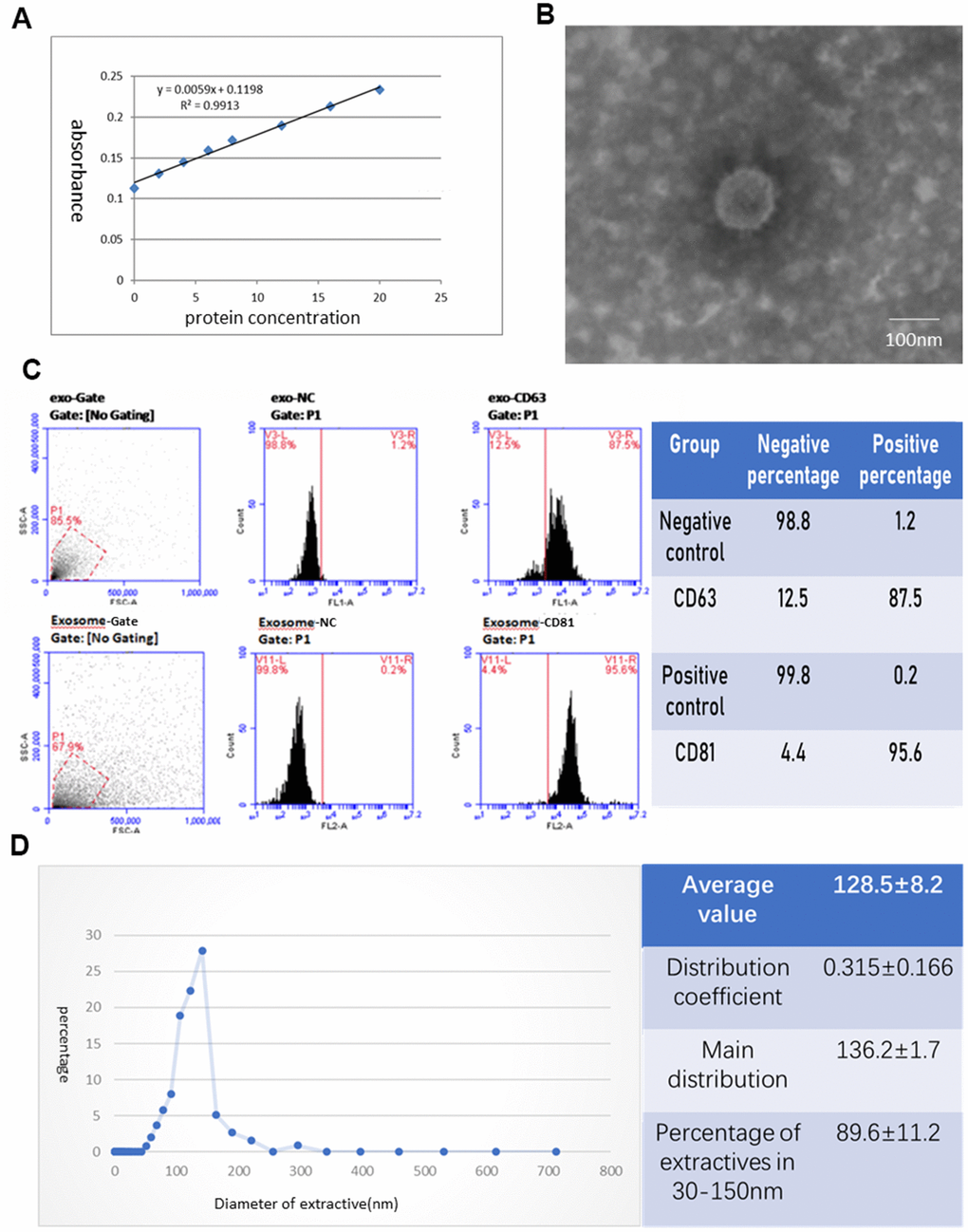 Identification of exosomes deprived from hAECs. (A) Protein concentration curve from the BCA test. (B) The morphology of exosomes was observed under an electron microscope. (C) The phenotype of exosomes for CD63 and CD81 was identified by flow cytometry. (D) The diameter distribution of exosomes was measured by nanoparticle tracking analysis.