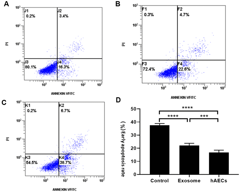 The apoptosis rate of cardiomyocytes was measured by flow cytometry. The results showed that both hAECs and exosomes decrease apoptosis. (A) Treatment with hAECs. (B) Treatment with exosomes. (C) Control group. (D) The bar graph shows quantitative analysis of early apoptosis. The data are shown as the means ± SD, n=4, *P