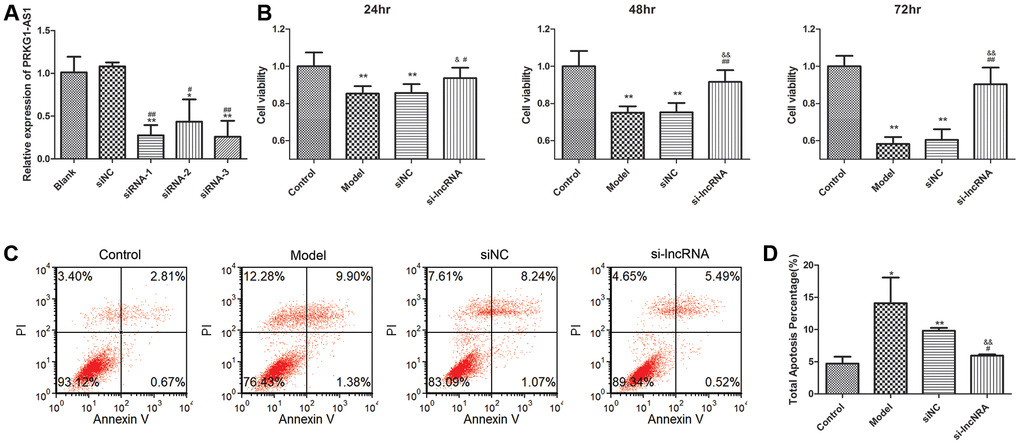 The effect of knock-down of PRKG1-AS1 on cell viability and cell apoptosis. (A) PRKG1-AS1 was knocked down by small interference RNA (siRNA) and the efficiency was detected by qRT-PCR. Difference among groups was analyzed by ANOVA with Bonferroni’s multiple comparison test. * P P P P B) Cell viability was tested by CCK-8 assay. Dexamethasone (15 mM) was added in human skeletal muscle myoblasts to establish atrophy cell model. Si-PRKG1-AS1 or siNC was transfected into human skeletal muscle myoblasts and incubated for 24 h, 48 h and 72 h. Cell viability was tested by CCK-8 assay. ** P P P P P C) Cell apoptosis was tested by flow cytometry. Dexamethasone (15 mM) was added in human skeletal muscle myoblasts to establish atrophy cell model. Si-PRKG1-AS1 or siNC was transfected into human skeletal muscle myoblasts and incubated for 48 h. (D) Quantitative analysis of cell apoptosis. * P P P P 