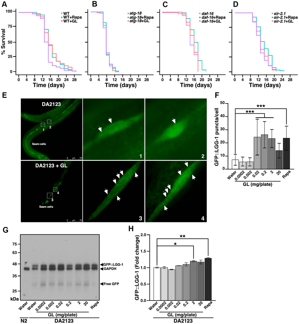 G. lucidum extends nematode lifespan by inducing autophagy. (A–D) Effects of G. lucidum (GL) in wild-type and mutant C. elegans. Synchronized L4 larvae of (A) wild-type (WT) N2 C. elegans or mutant strains lacking (B) atg-18, (C) daf-16, or (D) sir-2.1 were maintained on agar plates spread with GL (2 mg/plate) or rapamycin (Rapa, 400 μM), and survival was monitored based on motility (see also Supplementary Table 1). (E) GL induces autophagy in C. elegans. Transgenic DA2123 C. elegans expressing GFP::LGG-1 were treated as above for 3 days, prior to observation under fluorescence microscopy. Approximately 50 cells were examined per treatment. (F) Quantification of fluorescent GFP::LGG-1 puncta following GL treatment based on the experiments shown in (E). (G) GL treatment increases GFP::LGG-1 levels in DA2123 worms as revealed by Western blotting. Membranes were incubated with both anti-GFP and anti-glyceraldehyde 3-phosphate dehydrogenase (GAPDH) antibodies, prior to signal detection. (H) Quantification of Western blot signals shown in (G) after normalization against GAPDH. *p