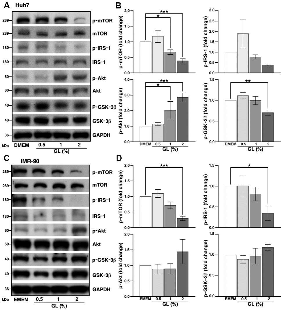 G. lucidum inhibits the mTOR pathway in human cells. (A) Effects of G. lucidum (GL) on the mTOR pathway in human Huh7 hepatoma cells. Cells were treated with GL for 4 hrs, prior to Western blot analysis. Expression was normalized against GAPDH. (B) Protein intensity evaluated by densitometry. (C, D) Effects of GL on the mTOR pathway in human IMR-90 lung fibroblasts. Cells were processed as above for (C) Western blotting and (D) densitometry analysis. Statistical analysis was done with one-way analysis of variance (ANOVA). *p