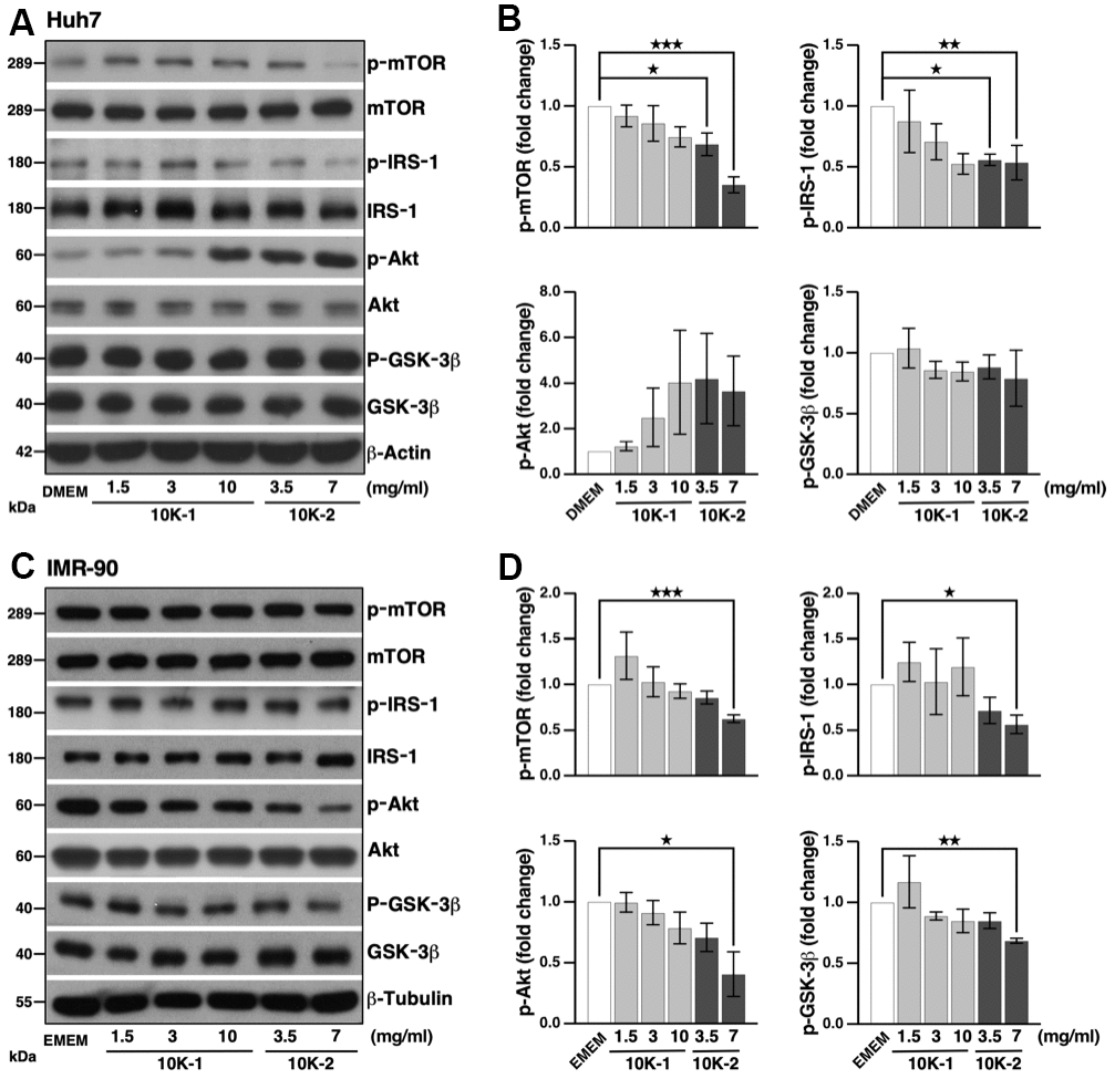 G. lucidum-derived sub-fraction 10K-2 represses the mTOR pathway in human cells. (A) Inhibition of the mTOR pathway by G. lucidum (GL) sub-fraction 10K-2. Huh7 liver cells were treated with control medium (i.e., Dulbecco’s modified Eagle’s medium, DMEM), 10K-1 or 10K-2 for 4 hrs, prior to Western blot analysis. (B) Protein intensity was evaluated by densitometry and normalized against actin. (C) Sub-fraction 10K-2 inhibits the mTOR pathway in IMR-90 cells. Cells cultured in Eagle’s miminum essential medium (EMEM) were processed as above for Western blot analysis. (D) Densitometry analysis of the results shown in (C). *p