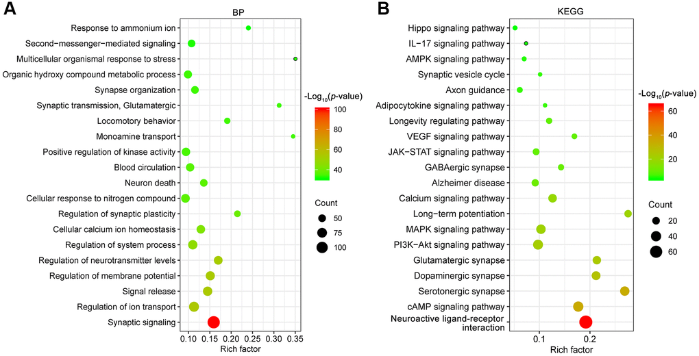 GO biological process (BP, A) and KEGG (B) pathway enrichment analysis of depression targets. The X-axis represents the rich factor, bubble size represents the count of targets enriched in terms and the color represents the p value.