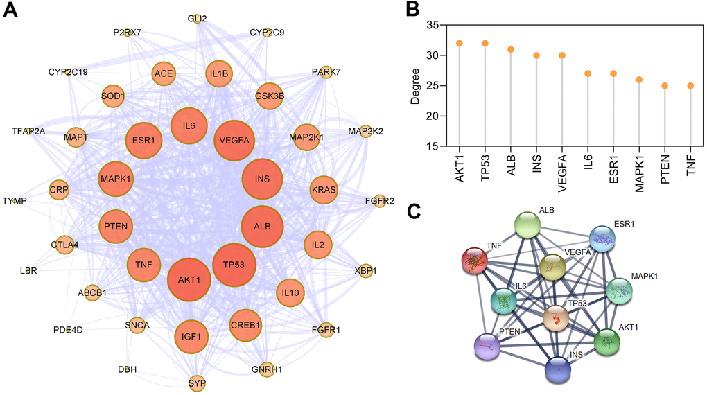 PPI network construction for targets of EMO against depression. (A) PPI network of EMO against depression. Nodes represent target proteins and edges represent interactions among targets. The darker the color and the larger the node, the higher the degree. The thickness of the edges represents the combined score. (B) The top 10 core targets were ranked by degree. (C) PPI network of core targets extracted from (A).