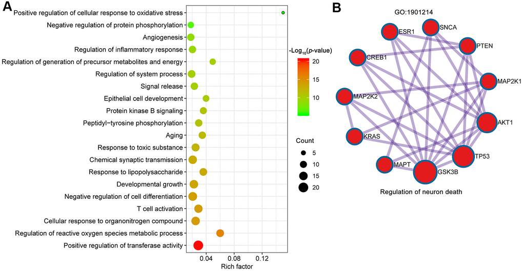 Biological processes of GO enrichment analysis. (A) Top 20 bubble chart of biological process of GO enrichment analysis. The X-axis represents the rich factor, bubble size represents the count of targets enriched in terms and the color represents the p value. (B) The regulation of neuron death (GO:1901214) was identified by MCODE algorithm.