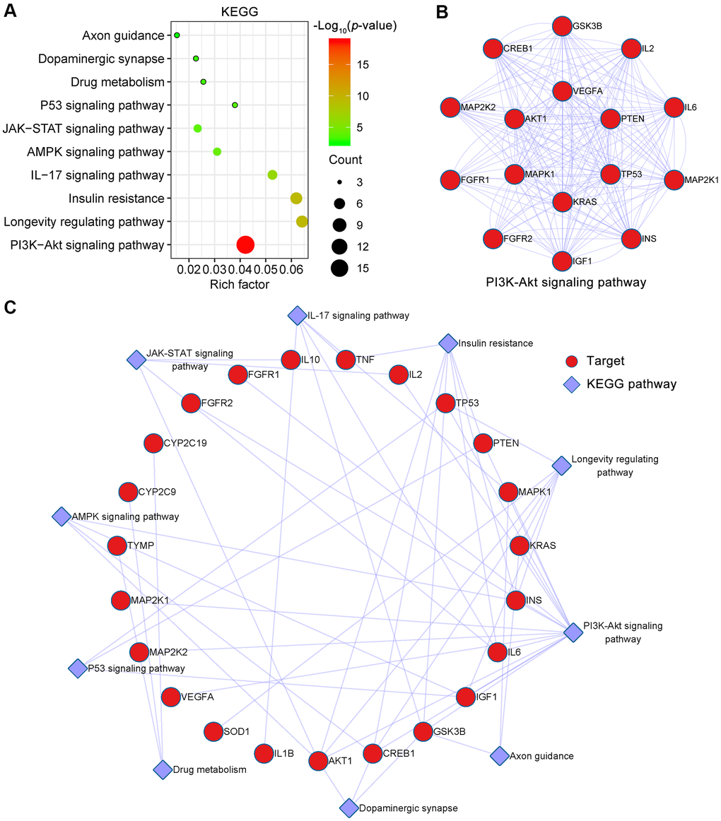 KEGG pathway enrichment analysis of EMO against depression. (A) The top 10 KEGG pathways are presented in the bubble chart. The X-axis represents the rich factor, bubble size represents the count of targets enriched in terms and the color represents the p value. (B) The PPI network of targets involved in the PI3K-Akt signaling pathway. (C) KEGG pathway-target network diagram of EMO treatment of depression. Red nodes represent target proteins and blue diamond nodes represent enriched KEGG pathways.