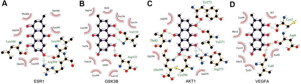 Interaction between EMO and core targets by docking analysis. LigPlus schematic 2D representation of EMO-core target interactions (A–D). Hydrogen bonds between EMO and the core target are represented by green dashed lines. The amino acid residues of the core target interacting with EMO are shown as brown sticks and labeled in green.