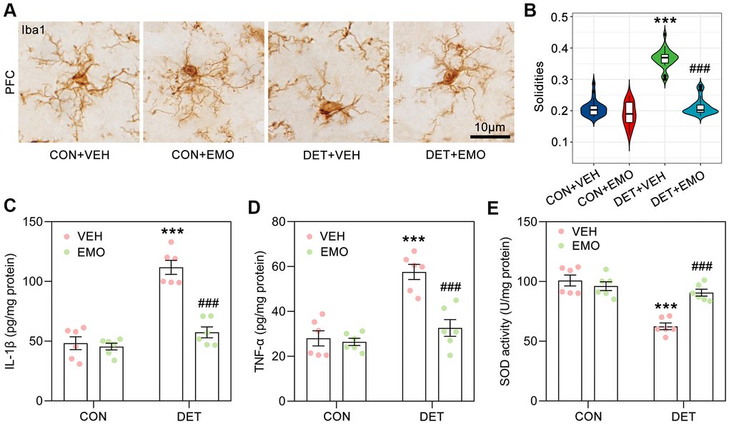 EMO treatment significantly reduced CUMS induced microglial activation and neuroinflammation. (A) Microglia in the PFC were identified by Iba1 immunohistochemical staining (bar = 10 μm). (B) The solidities of microglia were calculated to evaluate the activation of microglia (n = 3, 8-9 slices/group). Levels of IL-1β (C) and TNF-α (D) in the prefrontal cortex (PFC) were detected by ELISA (pg/mg protein, n = 6). The level of SOD activity (E) in the PFC was measured by ELISA (U/mg protein, n = 6). Data were expressed as the means ± SEM. *** p p 