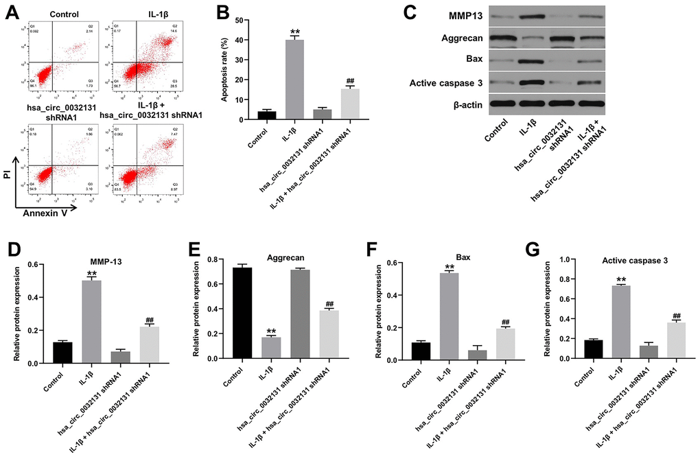 IL-1β-induced CHON-001 growth inhibition was reversed by hsa