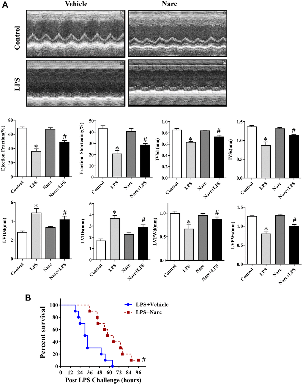 Narciclasine attenuates LPS-induced myocardial dysfunction. (A) Echocardiographic analysis of LVEF, LVFS, IVSd, IVSs, LVIDs, LVIDd, LVPWd, and LVPWs after LPS challenge for 12 h. (B) The survival rates of LPS-injected mice throughout the 96-h study period. LVEF, left ventricular ejection fraction; LVFS, left ventricular fractional shortening; IVSd and IVSs, interventricular septal end diastole and end systole, respectively; LVIDd and LVIDs, left ventricular internal diameter end diastole and end systole, respectively; LVPWd and LVPWs, left ventricular posterior wall end diastole and end systole, respectively. n = 8 per group. The data are shown as the means ± SEM. *P #P 