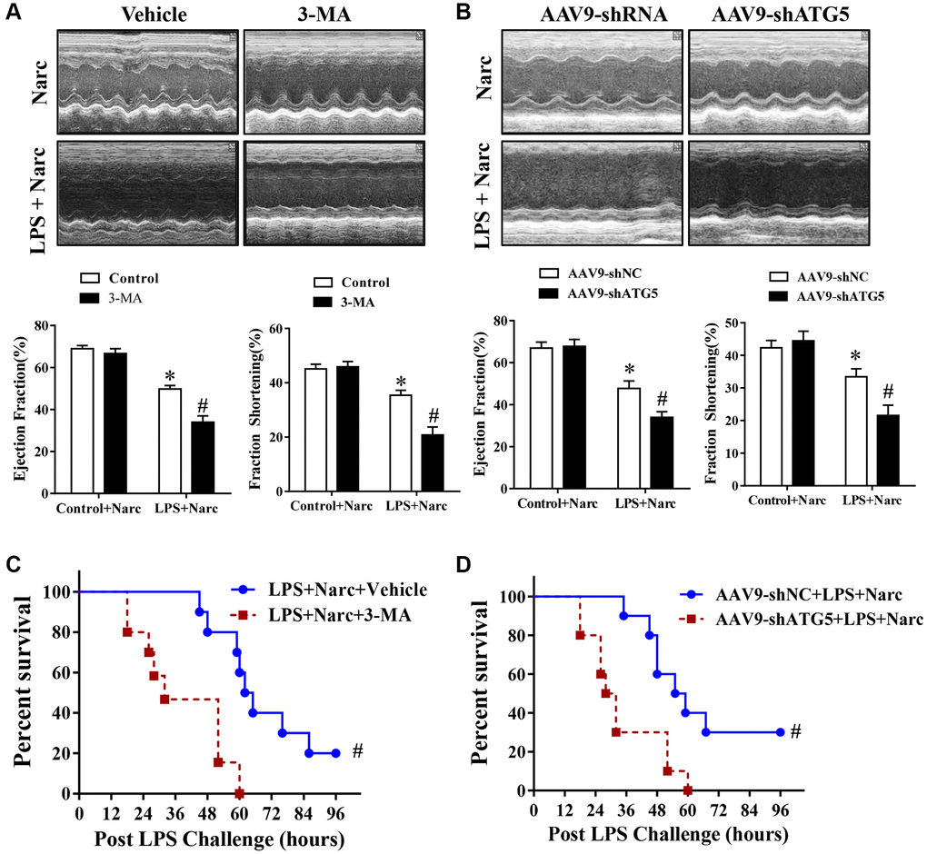 The autophagy inhibitor 3-MA and knockdown of ATG5 abrogates narciclasine-mediated protection against LPS-induced myocardial injury. (A–B) Echocardiographic analysis of the LVEF and LVFS in mouse hearts after LPS challenge for 12 h. (C–D) The survival rates of LPS-injected mice throughout the 96-h study period. n = 8 per group. The data are shown as the means ± SEM. *P #P 