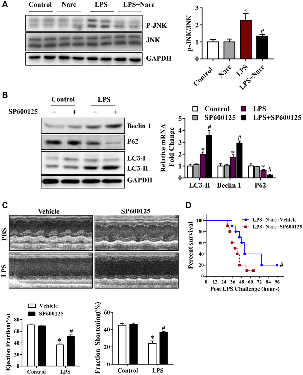 The JNK signaling pathway is responsible for narciclasine-mediated protection against sepsis-induced myocardial injury. (A) The expression levels of total JNK and phosphorylated JNK (p-JNK) were measured by western blotting. Mice were treated with SP600125, an inhibitor of JNK activity, prior to LPS stimulation to further investigate the role of JNK in autophagy. (B) The levels of autophagy-associated proteins, p-JNK and JNK were assessed by western blotting. (C) The LVEF and LVFS of mouse hearts after LPS challenge for 96 h were measured by echocardiography. (D) The survival rates of LPS-injected mice throughout the 96-h study period. n = 3–8 per group. The data are shown as the means ± SEM. *P #P 
