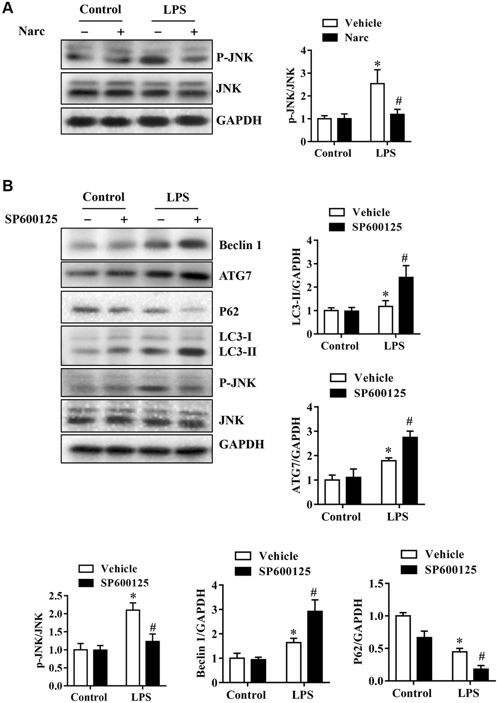 Narciclasine-induced autophagy is associated with JNK activity in cardiomyocytes. Neonatal rat cardiomyocytes were pretreated with narciclasine (300 nmol/L, 30 min) or SP600125 (SP, 20 μmol/L, 30 min) before LPS challenge. (A) JNK activity in the presence or absence of narciclasine was measured by western blotting. (B) The levels of autophagy-associated proteins, p-JNK, and JNK were examined by western blotting. n = 3 per group. The data are shown as the means ± SEM. *P #P 