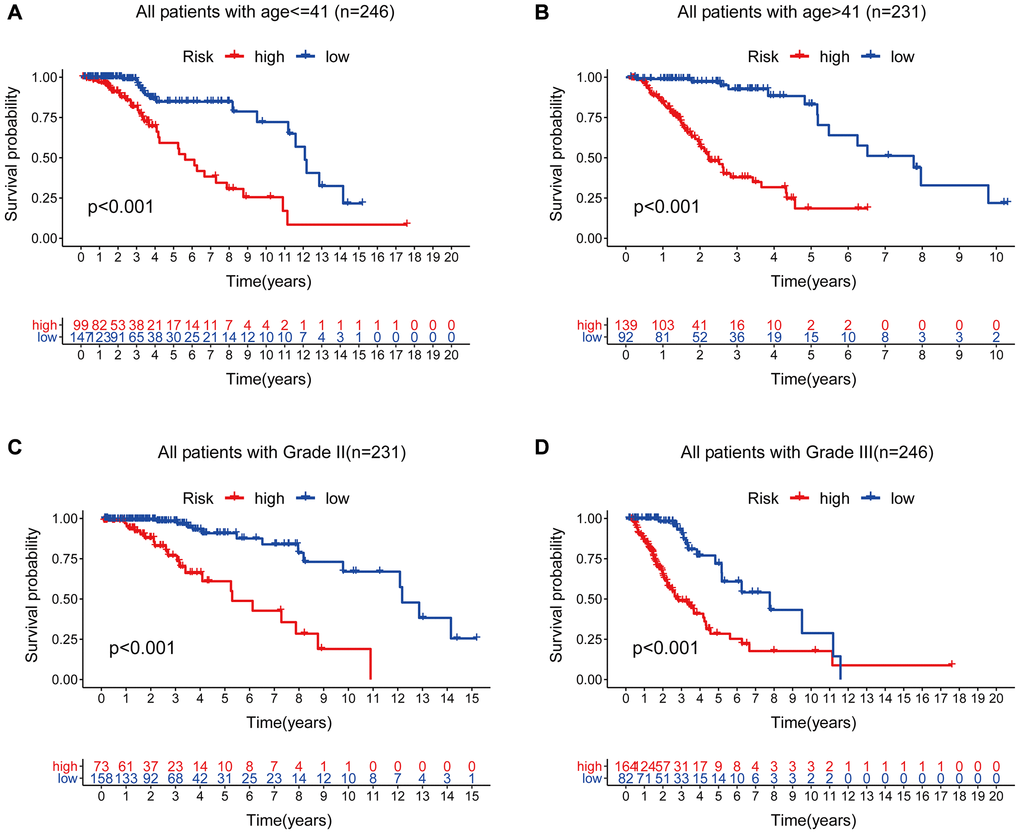 Stratified analysis by age and tumor grade. (A–B) Kaplan-Meier curve analysis of OS in the high- and low-risk groups for patients in the two age groups. (41 years). (C–D) Kaplan-Meier curve analysis for OS in high- and low-risk groups for Grade II and Grade III groups.