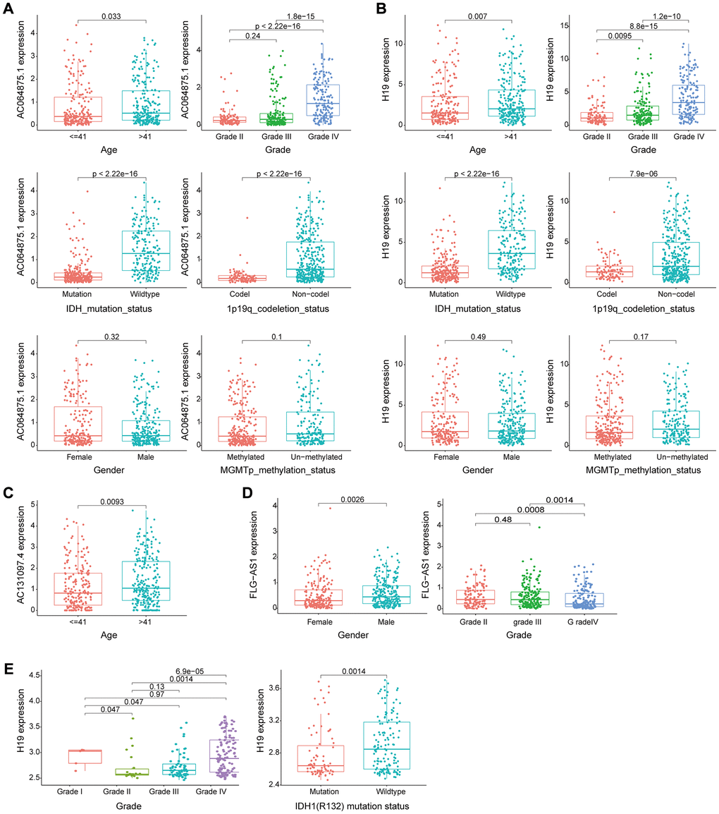 Evaluation of the performance of the GILncSig partial gene using two external independent CGGA mRNA-seq-693 and GSE16011 datasets. (A–B) Box plots for gene expression levels of AC064875.1 and H19 for patients at different ages ( 41 years), tumor grade, IDH1 mutation status, 1p19q chromosome union deletion status, gender and MGMT methylation status in patients from the CGGA mRNA-seq-693 set. (C) Box plots for expression of AC131097.4 for patients of different ages in the CGGA mRNA-seq-693 set. (D) Box plots for gene expression levels of FLG-AS1 for patients of different tumor grades and gender in the CGGA mRNA-seq-693 set. (E). Box plots expression level of lncRNA H19 in patients with different tumor grades and IDH1(R132) mutation status in the GSE16011 dataset.