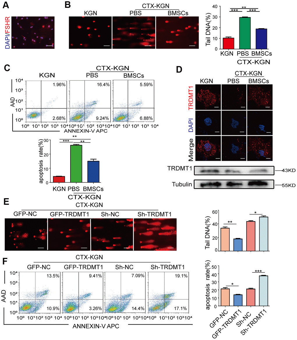 TRDMT1 is involved in the regulation of GCs DNA damage and apoptosis. (A) Cells with FSHR expression are shown in red. Cell nuclei are stained blue. Scale bar: 100μm. (B) DNA damage of KGN, CTX-KGN-PBS and CTX-KGN-BMSCs was detected by comet assay. Scale bar: 100μm. (C) Annexin V-APC/AAD staining and flow cytometry analysis of the apoptotic rates of cells in the WT, CTX-KGN-PBS and CTX-KGN-BMSCs groups. Quantification of the apoptosis rates is shown. (D) Immunofluorescence staining and Western blotting of the expression levels of TRDMT1 in each group. Scale bar: 10μm. (E) DNA damage of CTX-KGN transfected with GFP-NC, GFP-TRDMT1, Sh-RNA and Sh-TRDMT1 was measured by comet assay. Comparison of the tail DNA of cells in the four groups. Scale bar: 100μm. (F) Annexin V-APC/AAD staining and flow cytometry analysis of the apoptotic rates of CTX-KGN transfected with GFP-NC, GFP-TRDMT1, Sh-RNA and Sh-TRDMT1. Comparison of the percentage of apoptotic cells in the four groups. *p