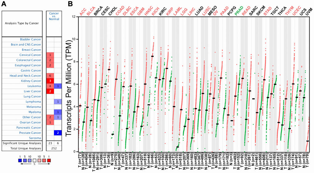 C12orf75 expression levels in different human cancers and survival curves comparing the high and low expression of C12orf75 in different types of cancers in the TCGA database. (A) Increased or decreased expression of C12orf75 in different cancer tissues compared with normal tissues in ONCOMINE. The number in each cell is the number of datasets. (B) C12orf75 expression profile across all tumor samples and paired normal tissues determined by GEPIA. The red and green letters describe an increase and a decrease in cancer, respectively. C12orf75, chromosome 12 open reading frame 75; GEPIA, Gene Expression Profiling Interactive Analysis.