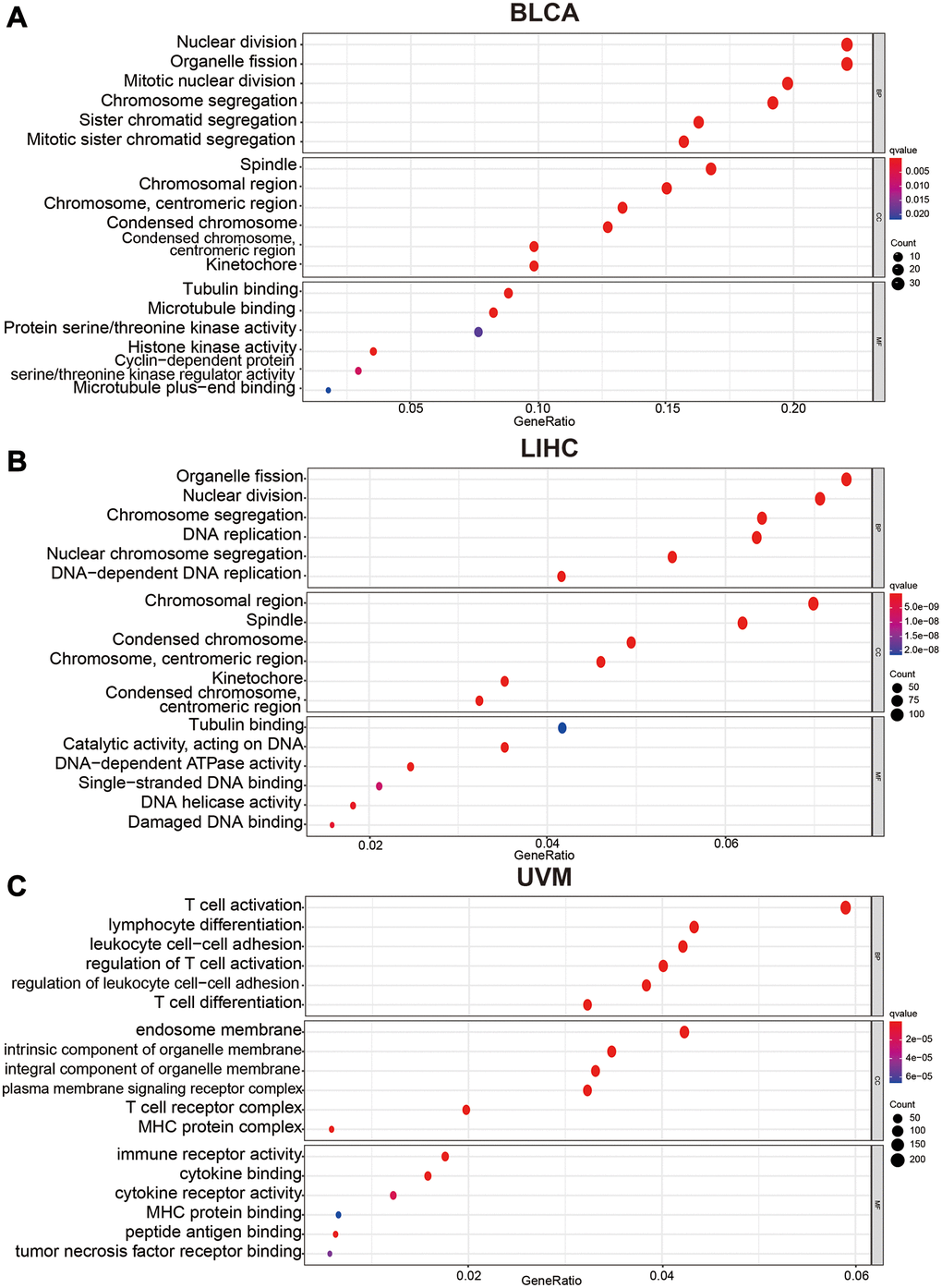 Bubble charts of Gene Ontology analysis including BP (biological process), CC (cellular component), and MF (molecular function) across C12orf75 interactive gene lists in (A) BLCA, (B) LIHC and, (C) UVM. Colored by p-values. Bubble size represents the number of enriched genes.