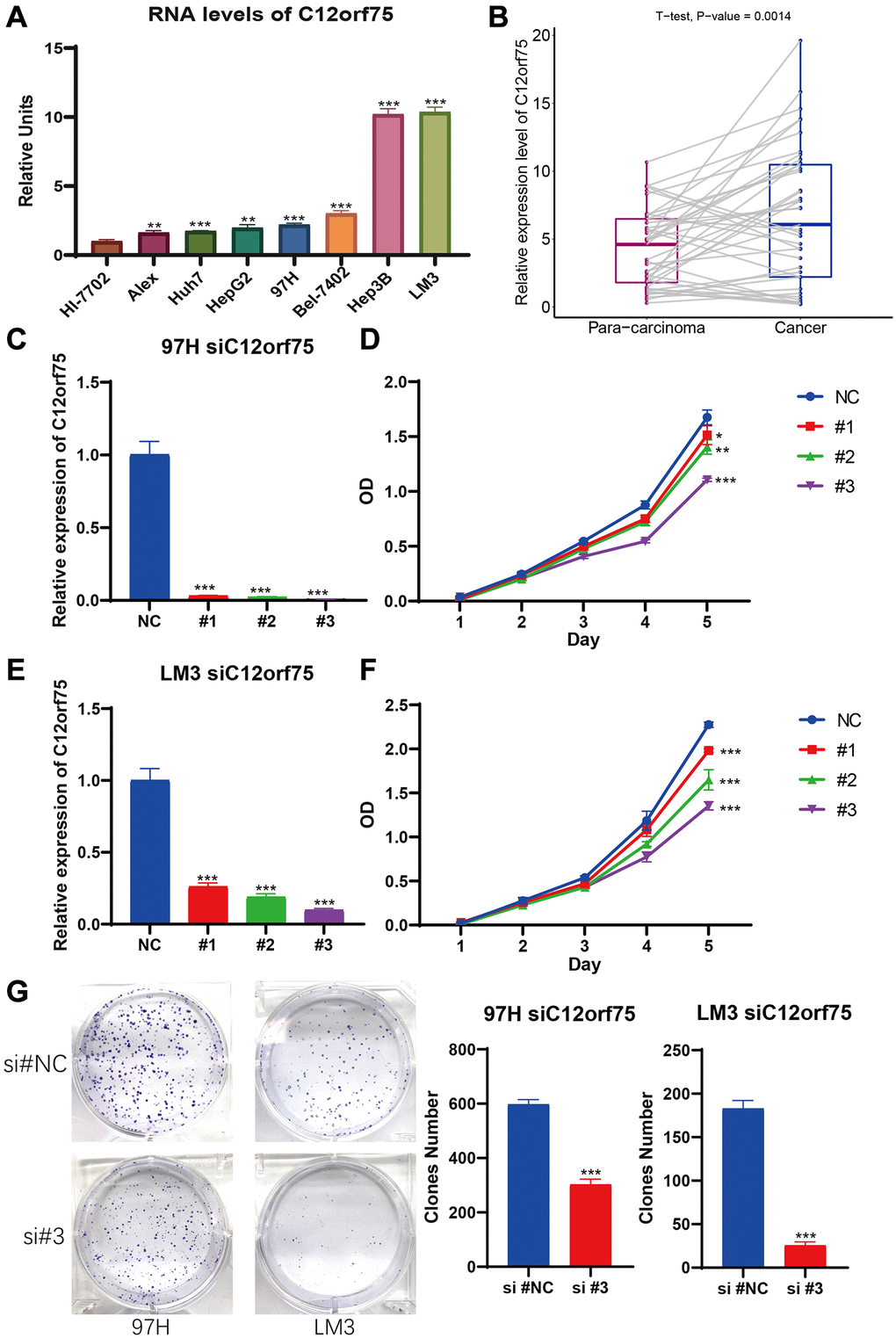 C12orf75 was the high expression in liver cancer cell lines and patient samples and knockdown C12orf75 suppresses LIHC proliferation. (A) Analysis of C12orf75 expression in HCC and normal liver cell lines. Compared to normal liver cell line HL-7702, C12orf75 was remarkably upregulated in several HCC cell lines: Alex, Huh7, HepG2, 97H, Bel-7402, Hep3B, and, LM3. Fold change = log2 ∆∆Ct, log2 ∆∆Ct = (CtGAPDH − Ct C12orf75) of test cell lines − (CtGAPDH − CtC12orf75) of Hl-7702. (B) Relative expression of C12orf75 in clinical HCC and adjacent liver tissues. C12orf75 expression was significantly higher in HCC tissues than that in adjacent liver tissues (p = 0.002, number of patients = 20). (C) RT-PCR was used to detect the efficiency of knockdown for C12orf75 in 97H. (D) 97H were treated with siRNA against C12orf75 for 24 hours and then subjected to the CCK-8 assay. (E) RT-PCR was used to detect the efficiency of knockdown for C12orf75 in LM3. (F) LM3 were treated with siRNA against C12orf75 for 24 hours and then subjected to the CCK-8 assay. (G) 97H and LM3 were treated with siRNA against C12orf75 for 24 hours and then subjected to the colony formation assay. *p **p ***p 