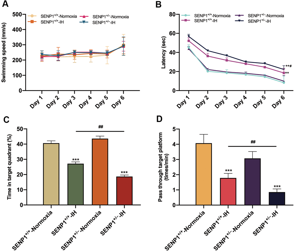 SENP1 depletion promotes intermittent hypoxia (IH)-induced cognitive decline. (A–D) Cognitive functions of mice with or without SENP1 knockdown under normoxic and IH conditions were analyzed using the Morris water maze test. Mice swam in the pool for 60 s on day 6, and other days’ test termination times were subject to the climbing platform. (A) There was no difference among the four experimental groups in average swimming speed throughout six consecutive days. (B) Latency was the time that mice first climbed onto the hidden platform or first passed through the area where the platform was located. (C) The percentage of time that mice spent in the quadrant where the platform was located versus the total time. (D) The frequency of passing through the area where the platform was located. **p p ##p +/+-IH group.