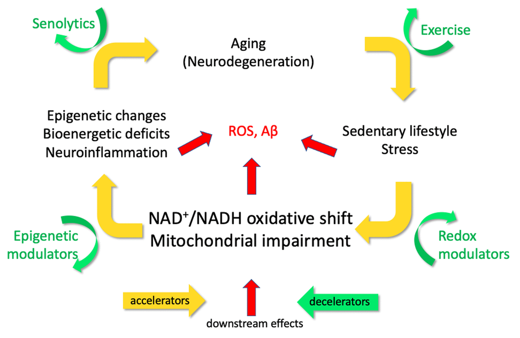 The EORS downward spiral of aging and Alzheimer’s (Epigenetic Oxidative Redox Shift) [2]. Yellow arrows illustrate mechanistic targets that propel the vicious cycle triggered by age-related oxidative shifts (NAD+/NADH) and age-related sedentary behavior, which elicit ROS, inflammatory stress and possibly Aβ. Green arrows indicate practical interventions to decelerate the vicious cycle and impede the progression of aging and AD.