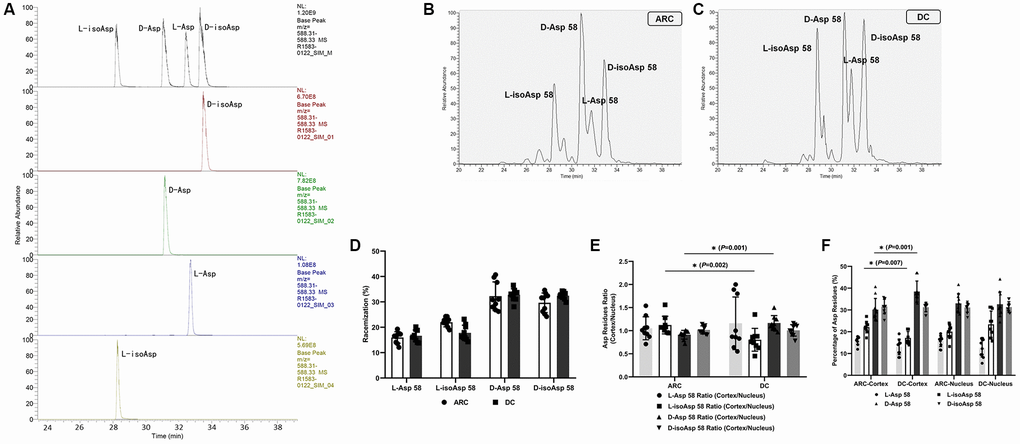 (A) Representative LC-MS/MS trace showing the separation of the four Asp isomers of the αA-crystallin tryptic peptide (55–65) TVLDSGISEVR. Peptides containing D-Asp, D-isoAsp, L-Asp, or L-isoAsp at position 58 were synthesized. To measure racemization in αA-crystallin, all forms of the peptide were summed and modifications for each were expressed as a% of the total peak area. (B) Representative graphs showing the separation of the four Asp 58 isomers in αA-crystallin of ARC lenses. (C) Representative graphs showing the separation of the four Asp 58 isomers in αA-crystallin of DC lenses. (D) The percentage of each Asp 58 isomer in αA-crystallin from lenses of patients with ARC and DC. (E) The cortex/nucleus ratio of each Asp 58 isomer in αA-crystallin from cortex and nucleus of ARC and DC lenses after dissection. (F) The percentage of each Asp 58 isomer in αA-crystallin from cortex and nucleus of ARC and DC lenses after dissection.