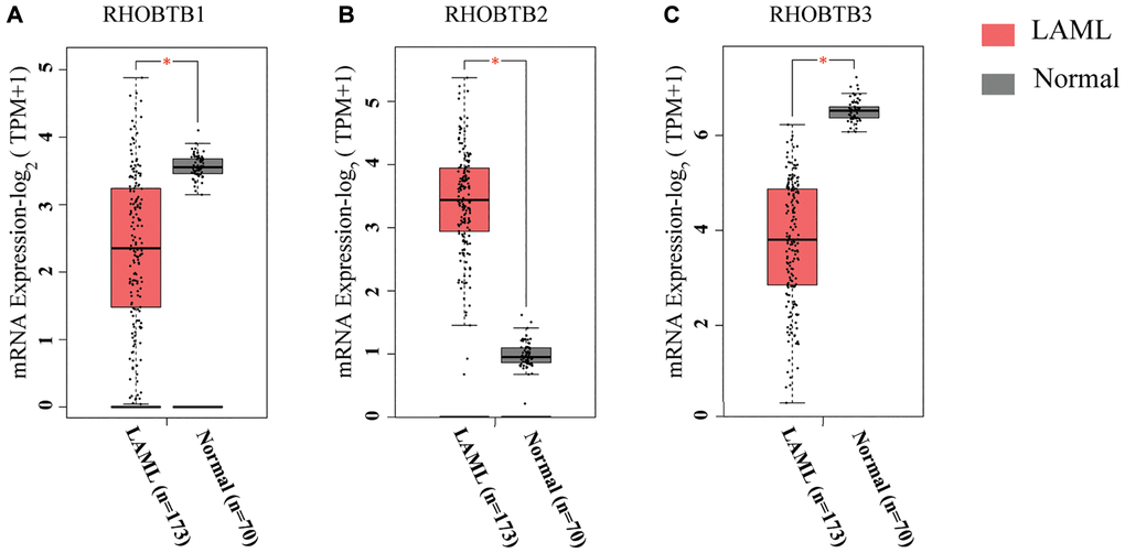 RHOBTB mRNA expression levels in patients with AML (GEPIA2). Box plots show the expression profiles of RHOBTB1 (A), RHOBTB2 (B), and RHOBTB3 (C) in bone marrow samples of patients in the TCGA-AML cohort (n = 173) compared to those in normal matched samples (n = 70) from GTEx. The transcriptional levels were log-normalized by the log2(TPM+1) method. A t-test was used to compare the differences in expression between tumor and normal tissues. *P 