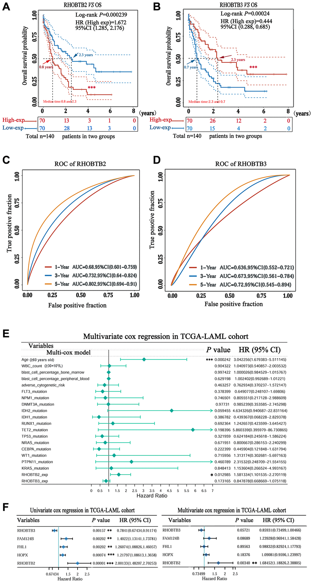 Prognostic value of RHOBTB2 and RHOBTB3 in the TCGA-LAML cohort. Kaplan-Meier survival analysis of RHOBTB2 (A) and RHOBTB3 (B) in AML patients. P-values and hazard ratios (HRs) with 95% confidence intervals (95%CIs) were generated along with log-rank tests and univariate Cox proportional hazards regression. Dotted lines indicate the 95%CI. The survival probability of a total of 140 patients from the LAML cohort was computed after case-wise deletion. Patients were grouped by a dichotomization method based on the median expression level of each gene. Solid red lines represent the high expression groups while solid blue lines represent the low expression groups. Red and blue arrows indicate the median survival time of the two groups, respectively. (C–D) Time-dependent ROC analysis was performed for the 1-, 3-, 5-year time points to determine the predictive accuracy of RHOBTB2 and RHOBTB3. AUC values represent the prediction ability in 1-, 3-, 5-year OS. ROC, receiver operating characteristic. AUC, area under the curve. (E) Multivariate Cox regression analyses of RHOBTB2, RHOBTB3, and clinical features in the TCGA-LAML cohort. The forest plots were generated with the P-values, HR, and 95% CI of each variable through ‘forestplot’ R package. (F) Univariate and multivariate Cox regression analyses of RHOBTB2, RHOBTB3, and three other potential prognosis-related genes (FHL1, HOPX, and FAM124B). A P-value *P **P ***P 