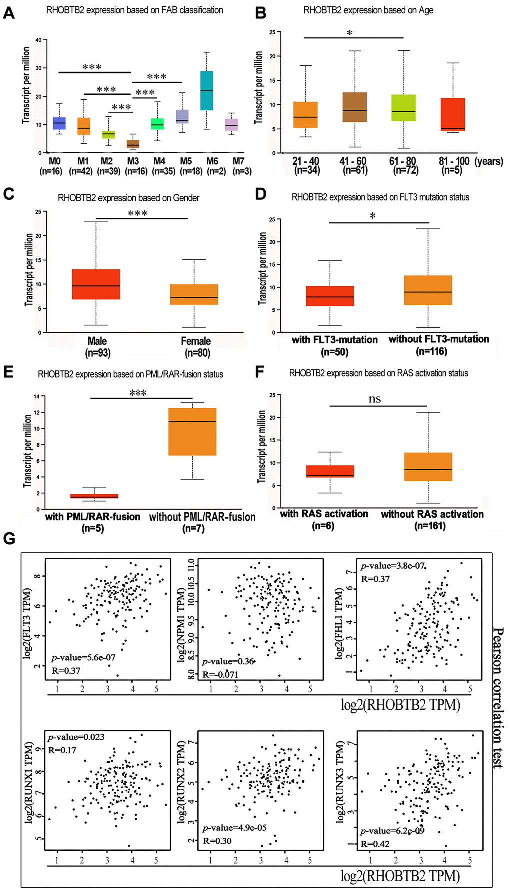 The mRNA expression levels of RHOBTB2 in various classes of AML (UALCAN) and the correlations between RHOBTB2 and disease-related genes in the TCGA-LAML cohort (GEPIA2). (A) Box plots representing RHOBTB2 expression levels in different French–American–British (FAB) subtypes. (B–F) Box plots representing RHOBTB2 expression levels in subgroups based on age (B), gender (C), FLT3 mutation (D), PML/RAR-fusion (E), and RAS activation status (F). (G) The scatter plots show the correlation between RHOBTB2 and disease-related genes such as FLT3, NPM1, FHL1, and RUNX1-3 according to Pearson’s correlation analysis (GEPIA2). A non-log scale of mRNA expression levels was used for calculation and a log2-scale axis was used for visualization. R values indicate correlation coefficients. A P-value *P **P ***P 