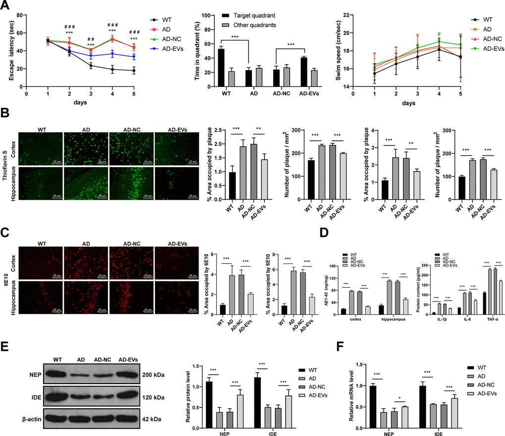 BM-MSC-EVs have therapeutic effects on AD rats. The rat model of AD was established by injection of Aβ1-42, and then rats were treated with BM-MSC-EVs, with injection of equal volume of BM-MSC conditioned medium after GW4869 treatment as the control. (A) Rat behaviors and memory abilities were measured using Morris Water maze test; (B) Thioflavin S staining for Aβ deposition in cerebral cortex and hippocampus of rats in each group; (C) Immunofluorescence assay was used to detect Aβ content in cerebral cortex and hippocampus of rats in each group; (D) ELISA was used to detect Aβ1-42 level in cerebral cortex and hippocampus and levels of inflammatory cytokines (IL-1β, IL-6 and TNF-α) in cerebral tissues of rats in each group; (E) WB was used to detect the protein levels of NEP and IDE; (F) RT-qPCR was used to detect the mRNA expression of NEP and IDE. n = 6. Data were expressed as mean ± standard deviation. Data were analyzed using one-way ANOVA followed by Tukey’s multiple comparisons test. In panel (A) ***p p p p p 