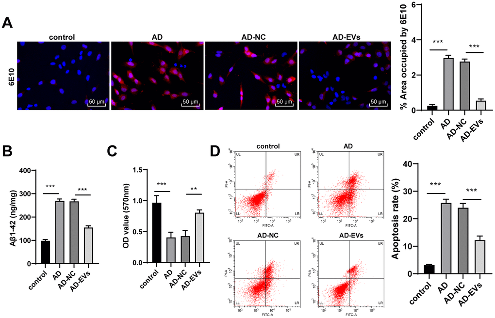BM-MSC-EVs have therapeutic effects on AD hippocampal neurons. The AD neuron model was established by Aβ1-42 induction, and then AD neurons were treated with BM-MSC-EVs or equal volume of BM-MSC conditioned medium after GW4869 treatment. (A) Immunofluorescence assay was used to detect Aβ content in hippocampal neurons. (B) ELISA was used to detect level of Aβ1-42; (C) MTT assay was used to detect the viability of AD hippocampal neurons; (D) Flow cytometry was used to detect the apoptosis rate of AD hippocampal neurons. The experiment was repeated three times, and the data was expressed as mean ± standard deviation. Data were analyzed using one-way ANOVA followed by Tukey’s multiple comparisons test. **p p 