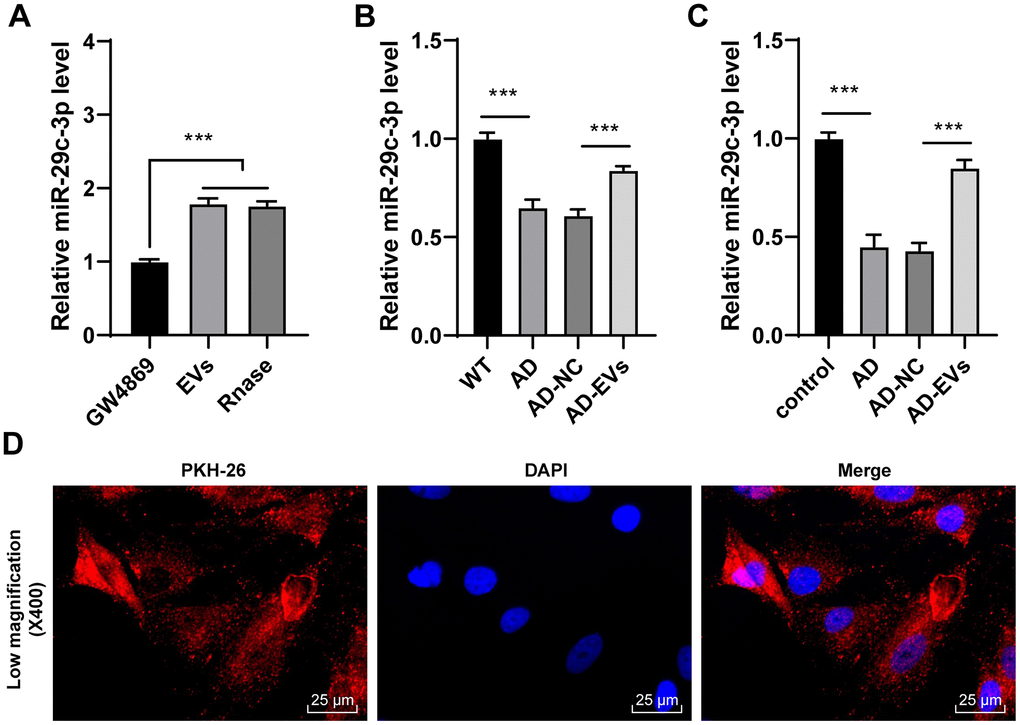 BM-MSC-EVs carry miR-29c-3p into AD hippocampal neurons. (A) RT-qPCR was used to detect the expression of miR-29c-3p in BM-MSCs and their EVs; (B) RT-qPCR was used to detect the expression of miR-29c-3p in cerebral tissues of rats in each group; (C) RT-qPCR was used to detect the expression of miR-29c-3p in hippocampal neurons of each group; (D) AD neurons treated with PKH-26-labeled EVs were observed under a laser scanning confocal microscopy. The experiment was repeated three times, and the data was expressed as mean ± standard deviation. Data were analyzed using one-way ANOVA followed by Tukey’s multiple comparisons test. ***p 