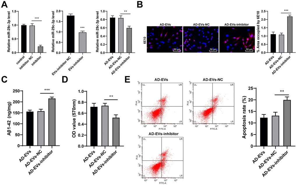 miR-29c-3p knockdown reduces the therapeutic effects of BM-MSC-EVs on AD hippocampal neurons. BM-MSCs were transfected with miR-29c-3p inhibitor with inhibitor NC as control. Then EVs were isolated (EVs-inhibitor/ EVs-inhibitor NC) to treat AD neurons. (A) RT-qPCR was used to detect the effect of miR-29c-3p inhibitor on the expression of miR-29c-3p in each group; (B) Immunofluorescence assay was used to detect the content of Aβ in hippocampal neurons of each group; (C) ELISA was used to detect the level of Aβ1-42 in AD hippocampal neurons; (D) MTT assay was used to detect the viability of AD hippocampal neurons; (E) Flow cytometry was used to detect the apoptosis rate of AD hippocampal neurons. The experiment was repeated three times, and the data was expressed as mean ± standard deviation. Comparisons between two groups were analyzed using independent sample t-test; comparisons among multiple groups were analyzed using one-way ANOVA, followed by Tukey’s multiple comparisons test. **p p 