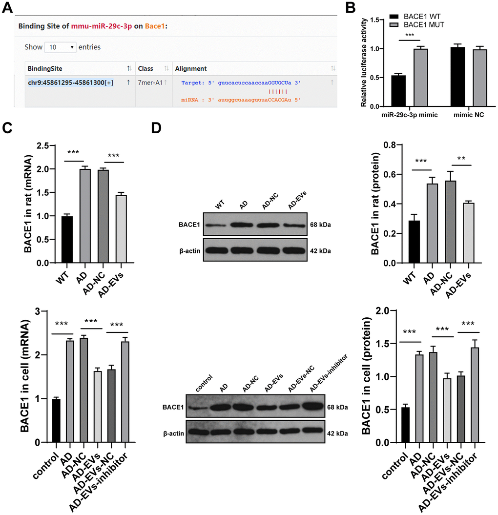 miR-29c-3p targets BACE1 expression in AD. (A) The binding sites of miR-145-3p and BACE1 were predicted through database (http://starbase.sysu.edu.cn/agoClipRNA.php?source=mRNA); (B) Dual-luciferase reporter gene assay was used to verify the binding relationship between miR-145-3p and BACE1; (C) RT-qPCR was used to detect the mRNA expression of BACE1 in rat cerebral tissues and neurons in each group; (D) WB was used to detect the protein level of BACE1 in rat cerebral tissues and neurons in each group. The experiment was repeated three times, and the data was expressed as mean ± standard deviation. Data were analyzed using one-way ANOVA followed by Sidak’s multiple comparisons test. **p p 