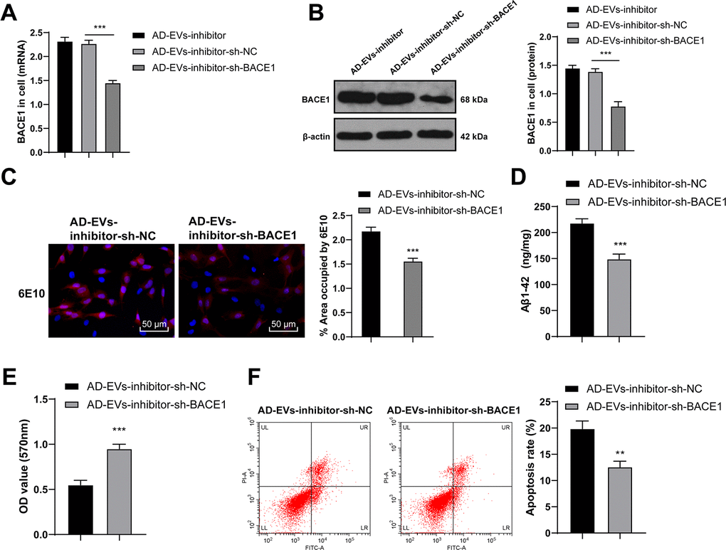 BACE1 knockdown reverses the effects of EVs-inhibitor on AD. AD-EVs-inhibitor-treated neurons were transfected with BACE1 shRNA (AD-EVs-inhibitor-sh-BACE1), with AD-EVs-inhibitor-treated neurons transfected with sh-NC (AD-EVs-inhibitor-sh-NC) as control. (A, B) RT-qPCR and WB were used to detect the silencing effect of shRNA on BACE1; (C) Immunofluorescence assay was used to detect the content of Aβ in AD hippocampal neurons; (D) ELISA was used to detect level of Aβ1-42; (E) MTT assay was used to detect the viability of AD hippocampal neurons; (F) Flow cytometry was used to detect the apoptosis rate of AD hippocampal neurons. The experiment was repeated three times, and the data were expressed as mean ± standard deviation. Comparisons between two groups were analyzed using independent sample t-test; comparisons among multiple groups were analyzed using one-way ANOVA, followed by Tukey’s multiple comparisons test or Sidak’s multiple comparisons test. ***p 