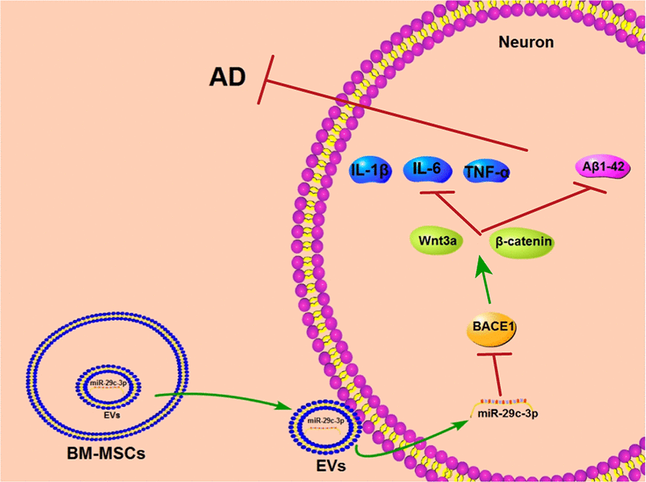 BM-MSC-EVs-carried miR-29c-3p inhibits BACE1 in AD. BM-MSC-EVs could be internalized by neuronal cells and then released their carried miR-29c-3p to upregulate miR-29c-3p expression in neurons. The upregulation of miR-29c-3p inhibited BACE1 and then activated the Wnt/β-catenin pathway to reduce levels of Aβ1-42 and inflammatory cytokine (IL-1β, IL-6 and TNF-α), thereby playing a therapeutic role in the treatment of AD.