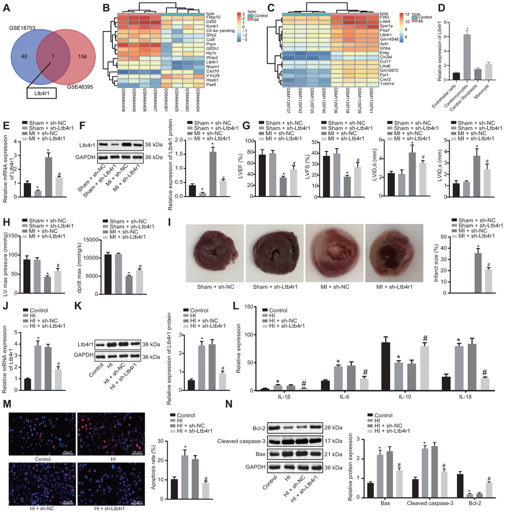 Ltb4r1 expression elevates in myocardial tissues of MI mice following CHD and silencing Ltb4r1 ameliorated CHD-related myocardial injury. (A) Screening of common differentially expressed genes in microarray data GSE18703 and GSE46395 retrieved from the GEO database (https://www.ncbi.nlm.nih.gov/geo/). (B) Ltb4r1 expression in MI mice injected with sh-Ltb4r1 analyzed by microarray data GSE18703. (C) Ltb4r1 expression in MI mice injected with sh-Ltb4r1 analyzed by microarray data GSE46395. (D) Ltb4r1 expression in cardiomyocytes, CFs, endothelial cells, and PBMSCs determined by RT-qPCR. (E) Ltb4r1 expression in myocardial cells of mice determined by RT-qPCR. (F) Ltb4r1 protein level in myocardial cells of MI mice determined using Western blot analysis, normalized to GAPDH. (G) Echocardiography of LVIDD, LVIDs, LVEF, LVFS, in myocardial tissues of MI mice. (H) Hemodynamic analysis of LV and dP/dt in myocardial tissues of MI mice. (I) The infarct size in myocardial tissues of MI mice detected using TTC staining. Hypoxia-induced MI cardiomyocytes treated with sh-Ltb4r1. (J), Ltb4r1 mRNA level in hypoxia-induced MI cardiomyocytes determined using RT-qPCR, normalized to GAPDH; (K) Ltb4r1 protein level in hypoxia-induced MI cardiomyocytes determined using Western blot analysis, normalized to GAPDH. (L) Levels of IL-1β, IL-6, and IL-18 in hypoxia-induced MI cardiomyocytes measured using ELISA. (M) Apoptosis of hypoxia-induced MI cardiomyocytes detected using TUNEL staining (× 400). (N) Protein levels of Cleaved caspase-3, Bax, and Bcl-2 in hypoxia-induced MI cardiomyocytes determined using Western blot analysis, normalized to GAPDH. * p vs. sham-operated mice injected with sh-NC or normal mice and # p vs. MI cardiomyocytes treated with sh-NC or hypoxia-induced MI cardiomyocytes treated with sh-NC. Data among groups were analyzed by one-way ANOVA/Tukey’s test.
