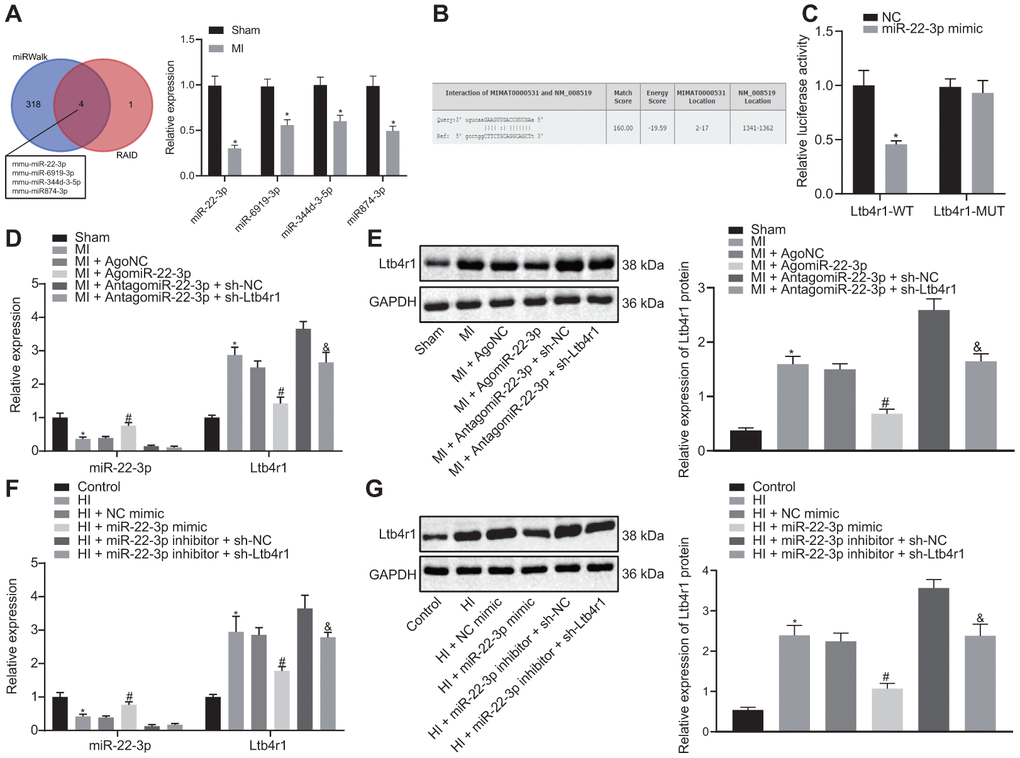 miR-22-3p could target Ltb4r1. (A) Prediction of miRNAs that bind to Ltb4r1 and RT-qPCR analysis of four candidate miRNA expression in MI model by miRWalk (http://mirwalk.umm.uni-heidelberg.de/) and RAID v2.0 (http://www.rna-society.org/raid/index.html). (B) The putative binding sites of miR-22-3p and Ltb4r1 3'UTR by the online website (http://bioinformatics.psb.ugent.be/webtools/venn/). (C) Luciferase activity of PGLO-Ltb4r1 WT and PGLO-Ltb4r1 MUT detected using dual-luciferase reporter gene assay upon treatment with NC and miR-22-3p mimic. (D) miR-22-3p expression and Ltb4r1 mRNA level in myocardial tissues of MI mice or sham-operated mice determined using RT-qPCR, upon treatment with AgomiR-22-3p, AntagomiR-22-3p, sh-Ltb4r1 or sh-NC. (E) Ltb4r1 protein level in myocardial tissues of MI mice determined using Western blot analysis upon treatment with AgomiR-22-3p, AntagomiR-22-3p, sh-Ltb4r1 or sh-NC. (F) miR-22-3p expression and Ltb4r1 mRNA level in hypoxia-induced MI cardiomyocytes determined using RT-qPCR. (G) Ltb4r1 protein level in hypoxia-induced MI cardiomyocytes determined using Western blot analysis, normalized to GAPDH. * p vs. hypoxia-induced cardiomyocytes treated with NC mimic or sham-operated mice or cardiomyocytes treated with empty vector, # p vs. MI mice injected with AgomiR NC or hypoxia-induced MI cardiomyocytes treated with NC mimic, and & p vs. MI mice injected with AntagomiR-22-3p + sh-NC or hypoxia-induced MI cardiomyocytes treated with miR-22-3p inhibitor + sh-NC. Unpaired t-test was used to analyze data between two groups and one-way ANOVA/Tukey’s test to analyzed data among multiple groups.