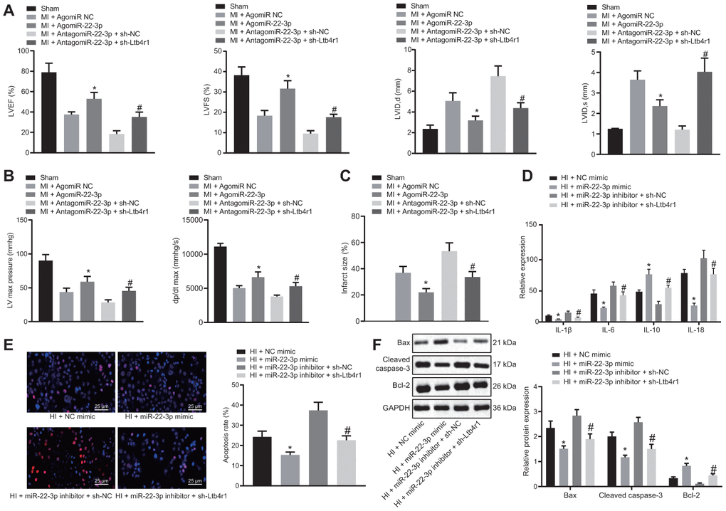 miR-22-3p contributes to alleviation of CHD-related myocardial injury by downregulating Ltb4r1. MI mice injected with AgomiR-22-3p or AntagomiR-22-3p and sh-Ltb4r1. (A) Quantification of LVEF, LVIDD, LVIDs, LVEF, LVFS, in myocardial tissues of MI mice. (B) Hemodynamic analysis of LV and dP/dt in myocardial tissues of MI mice. (C) The infarct size in myocardial tissues of MI mice detected using TTC staining upon treatment with MI cardiomyocytes treated with exogenous miR-22-3p mimic or miR-22-3p inhibitor and sh-Ltb4r1. (D), Levels of IL-1β, IL-6, and IL-18 in hypoxia-induced MI cardiomyocytes measured using ELISA. (E), Representative images of apoptosis of hypoxia-induced MI cardiomyocytes detected by TUNEL staining (× 400). (F) Protein levels of Cleaved caspase-3, Bax, and Bcl-2 in hypoxia-induced MI cardiomyocytes determined using Western blot analysis, normalized to GAPDH. * p vs. MI + NC mimic and # p vs. AntagomiR-22-3p + sh-NC or MI + miR-22-3p inhibitor + sh-NC. Data among group were analyzed by one-way ANOVA/Tukey’s test.
