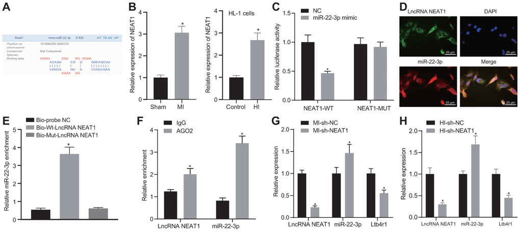 NEAT1 sponging miR-22-3p reduces Ltb4r1 expression. (A) Prediction of binding sites between miR-22-3p and NEAT1 by the Lncbase v.2 website (http://carolina.imis.athena-innovation.gr/diana