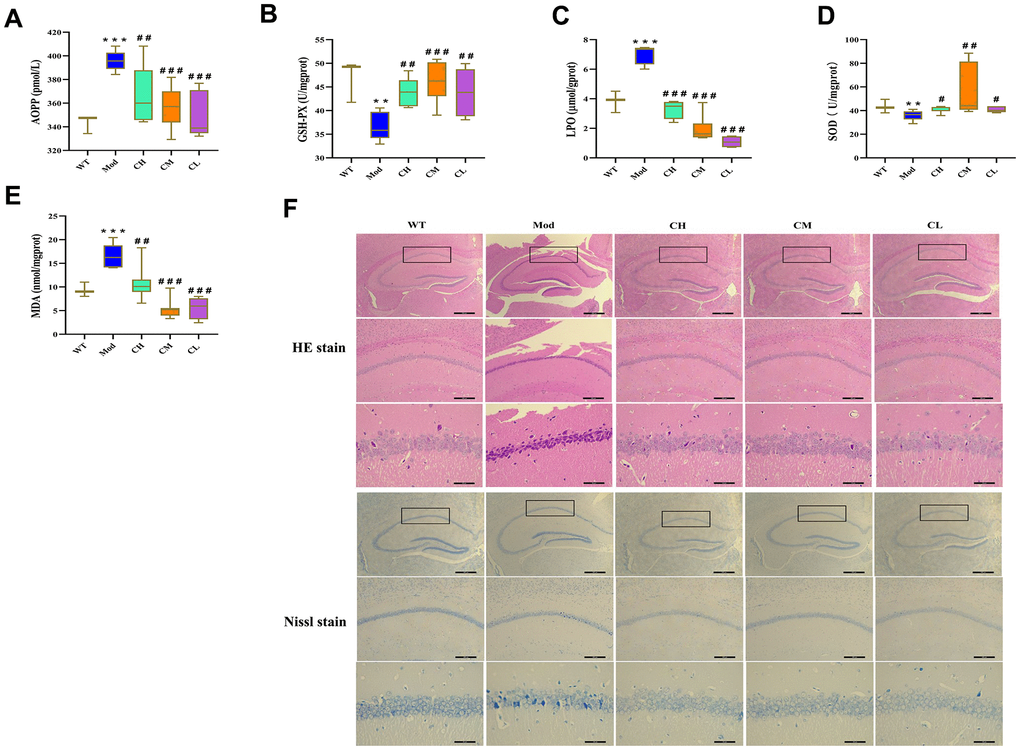 CDPS treatment reduces oxidative stress in the brains of D-galactose-induced aging model mice. (A–E) Colorimetric assay results show (A) AOPP, (C) LOP, and (E) MDA levels as well as (B) GSH-Px and (D) SOD enzyme activities in the brain homogenates of WT, Mod, and CDPS (CH, CM, and CL) group of mice. (F) Representative images (top to bottom: 40×, 100×, 400×; scale bar=100μm) show H&E and Nissl stained brain sections of WT, Mod, and CDPS (CH, CM, and CL) group mice. Note: *p