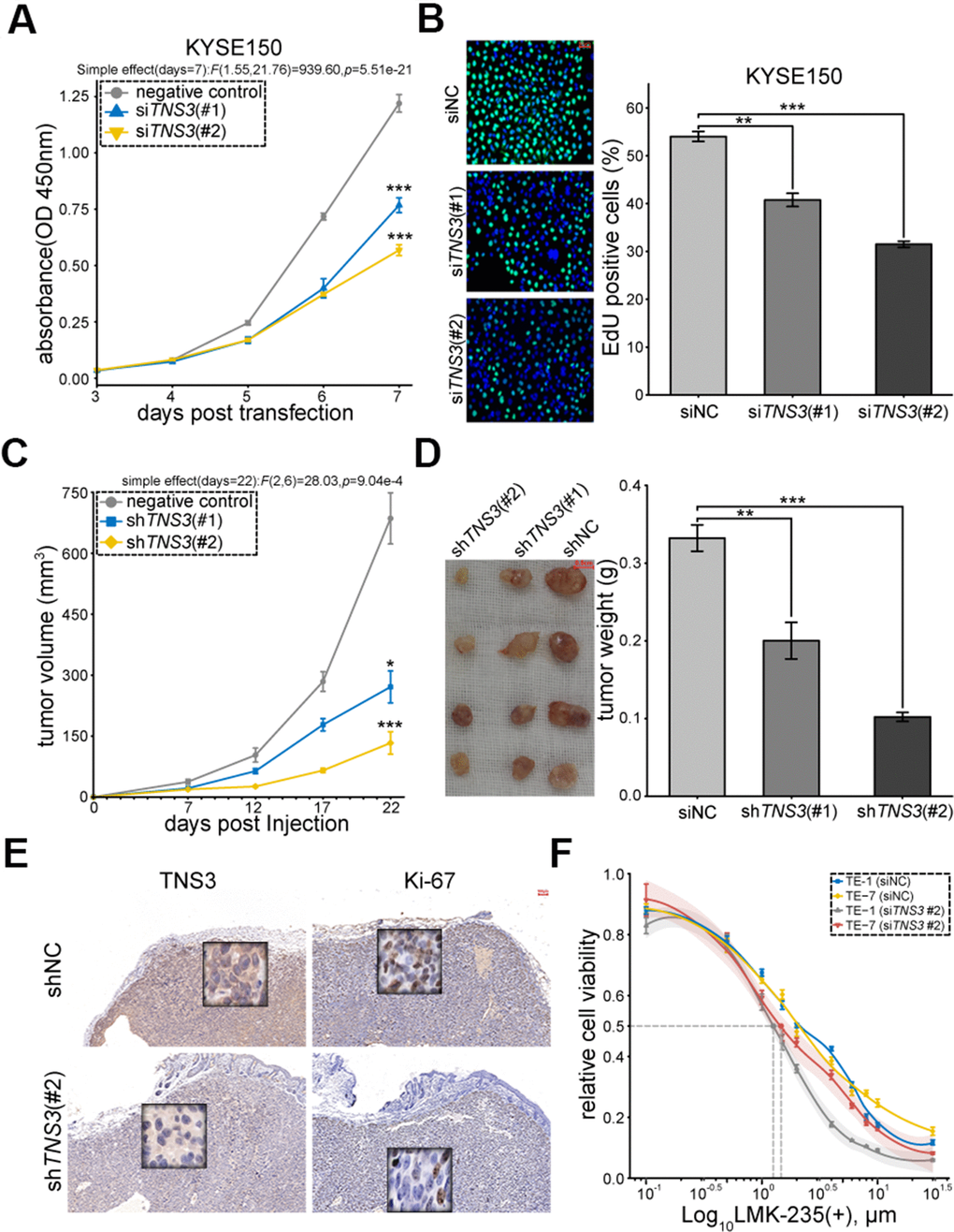 TNS3 promotes ESCC cell proliferation. (A) EdU incorporation and (B). CCK-8 assay of KYSE150 transfected with siTNS3 (#1, #2) and siNC for 48 hr. Scale bar = 50 μm. (C) Subcutaneous tumor volumes and (D). weights of the xenograft mice model (expressed shTNS3#1, #2, shNC). Scale bar = 0.5 cm. (E) Immunostaining of TNS3 and Ki-67 in the subcutaneous tumor blocks (shTNS3 #2 and shNC). Scale bar = 100 μm. (F) Growth curves of TE-1 and TE-7 treated with LMK-235 for 48 hr post-transfection with siTNS3(#2). Absorbance at OD450 nm are normalized to vehicle control (0.1% DMSO; n = 5 wells/dose point). IC50 of cells transfected with siTNS3(#2) are marked as grey (TE-1) and red (TE-7) point, respectively. (A–D, F) Error bar denotes SEM of three replicates.